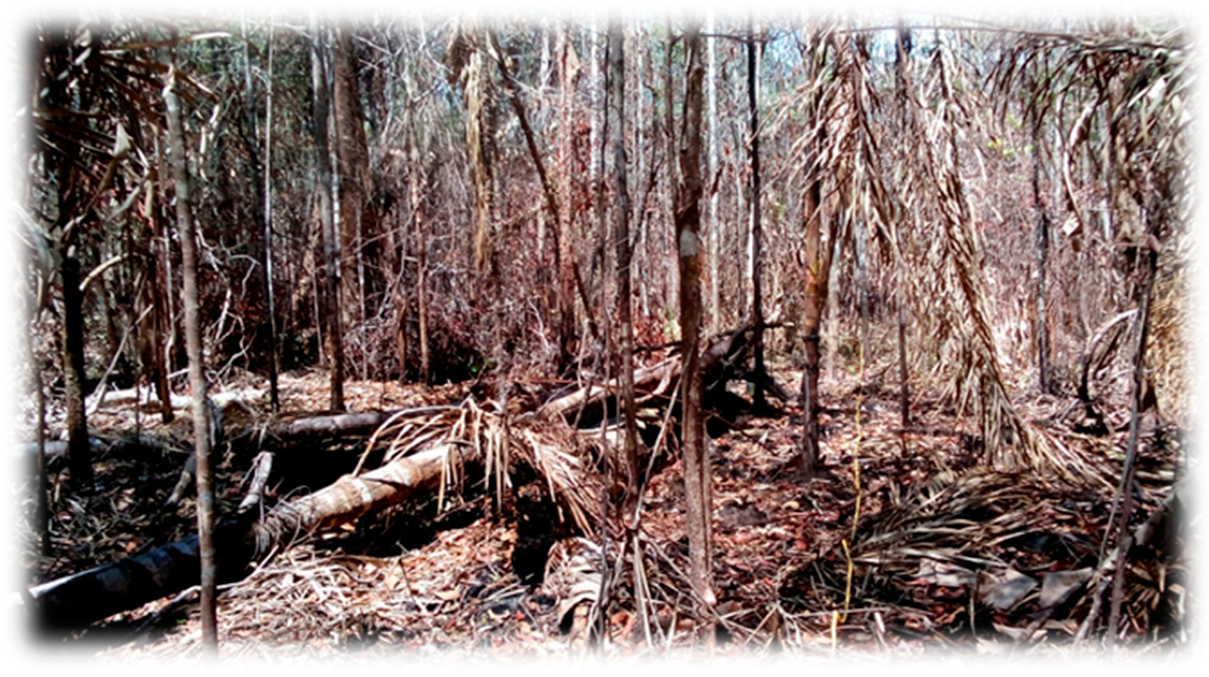 Forests 10 00061 g015