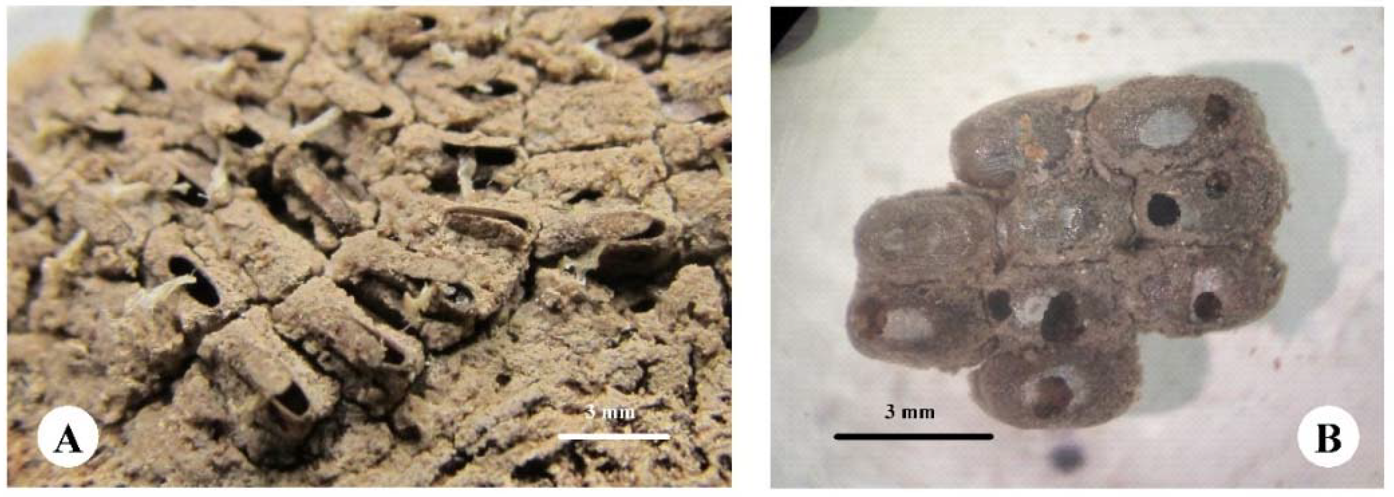 Forests 10 00079 g004