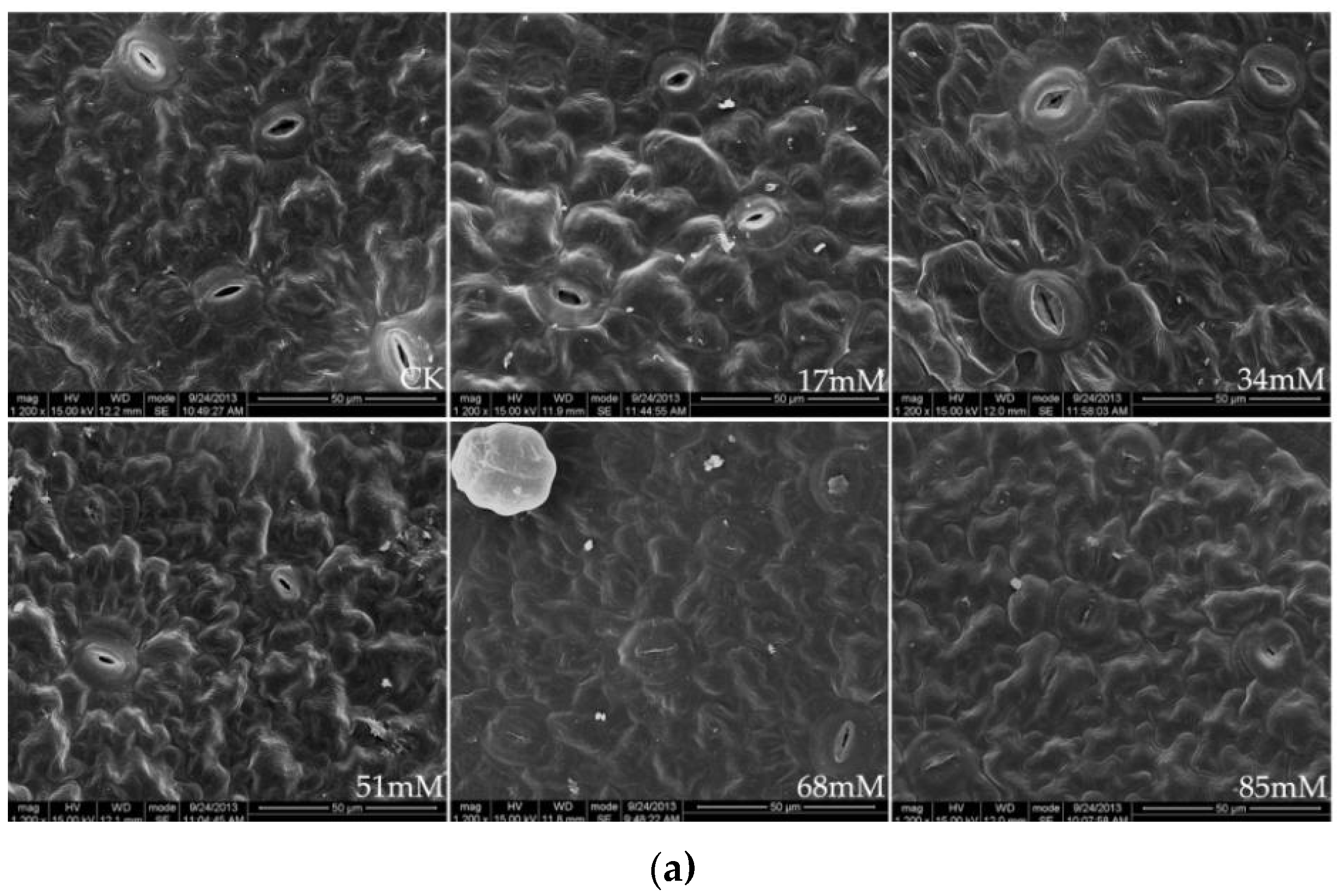 Forests 10 00096 g001a
