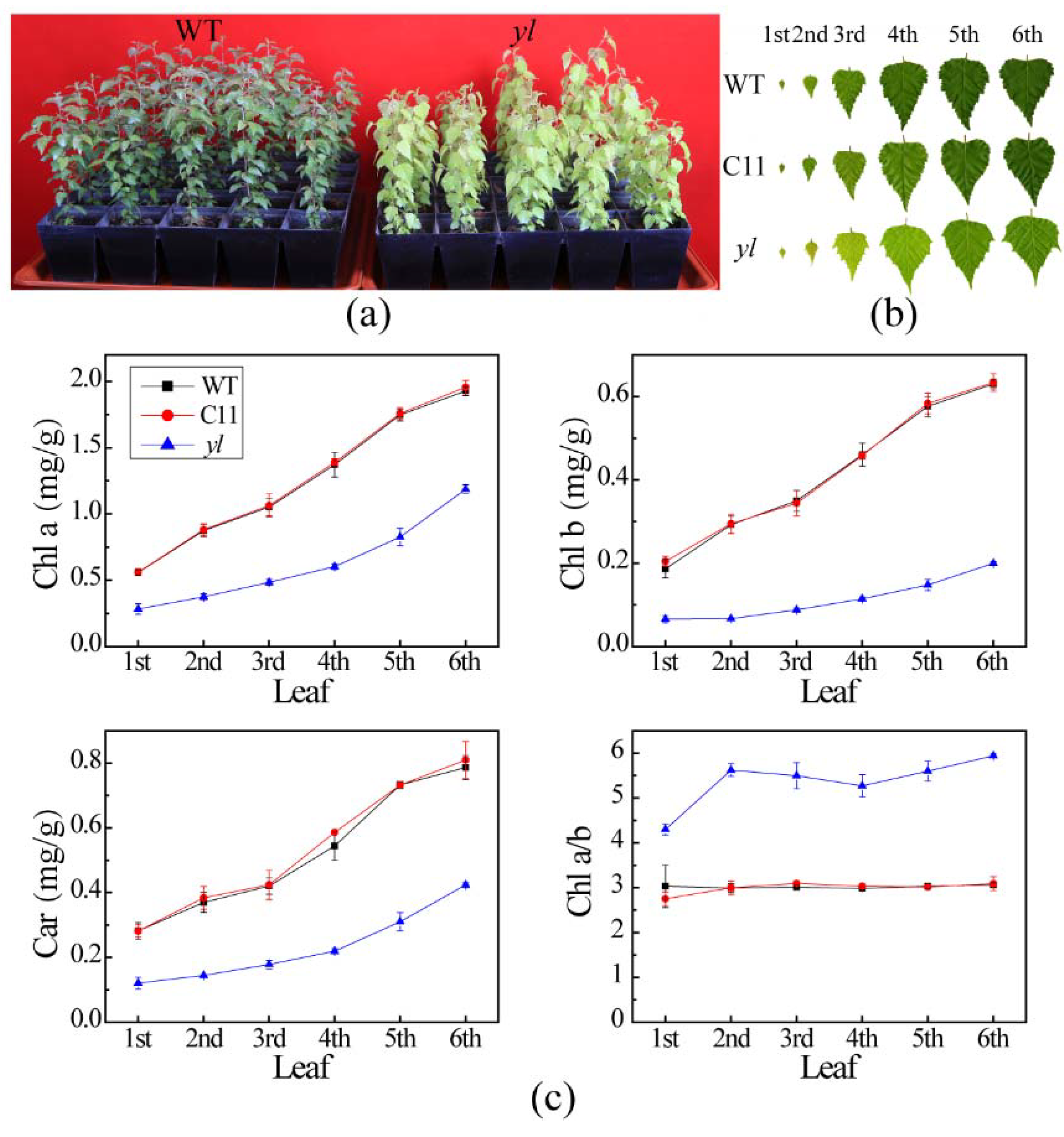 Forests 10 00120 g001 Forests 10 00120 g001