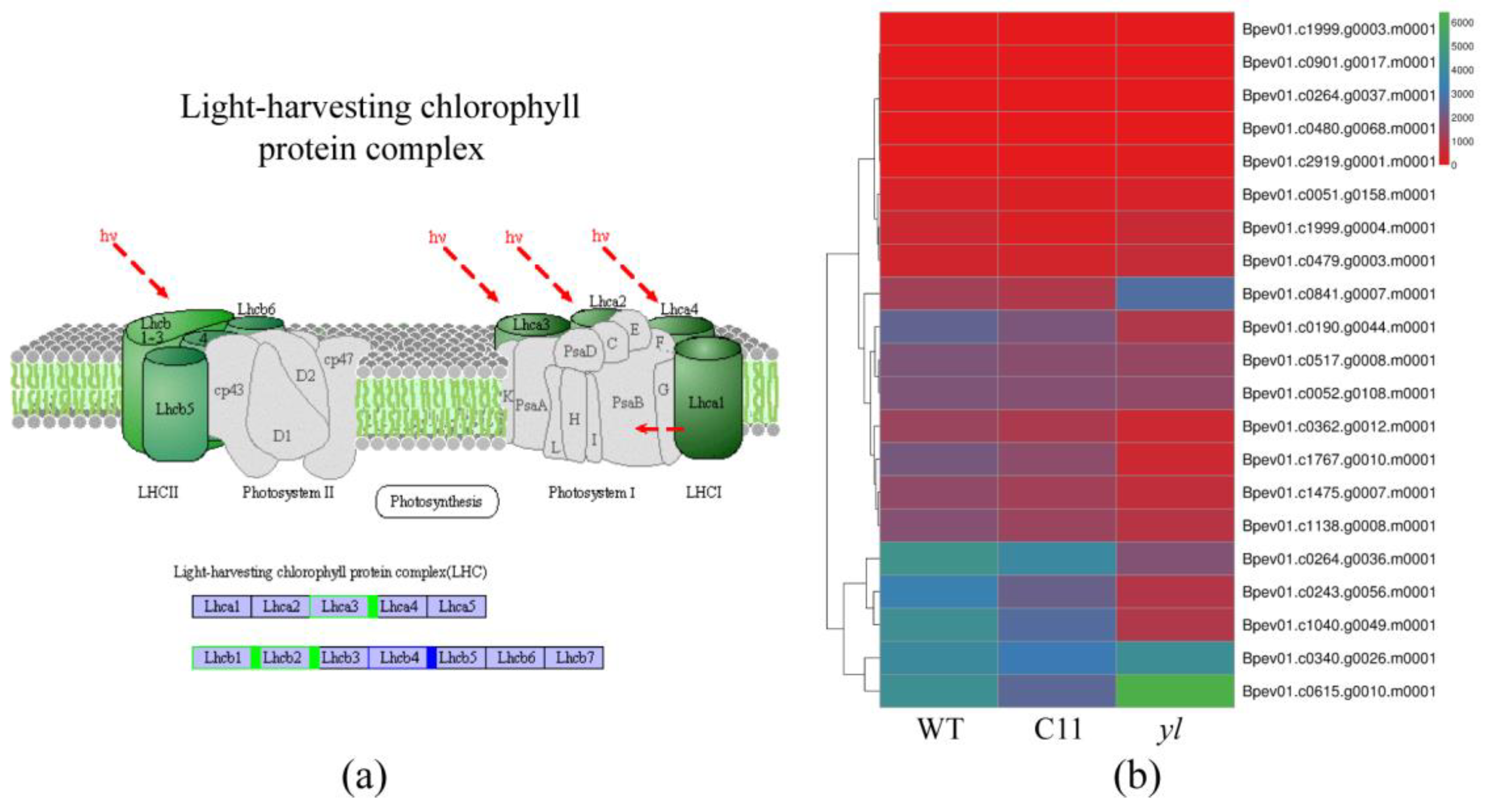 Forests 10 00120 g007 Forests 10 00120 g007