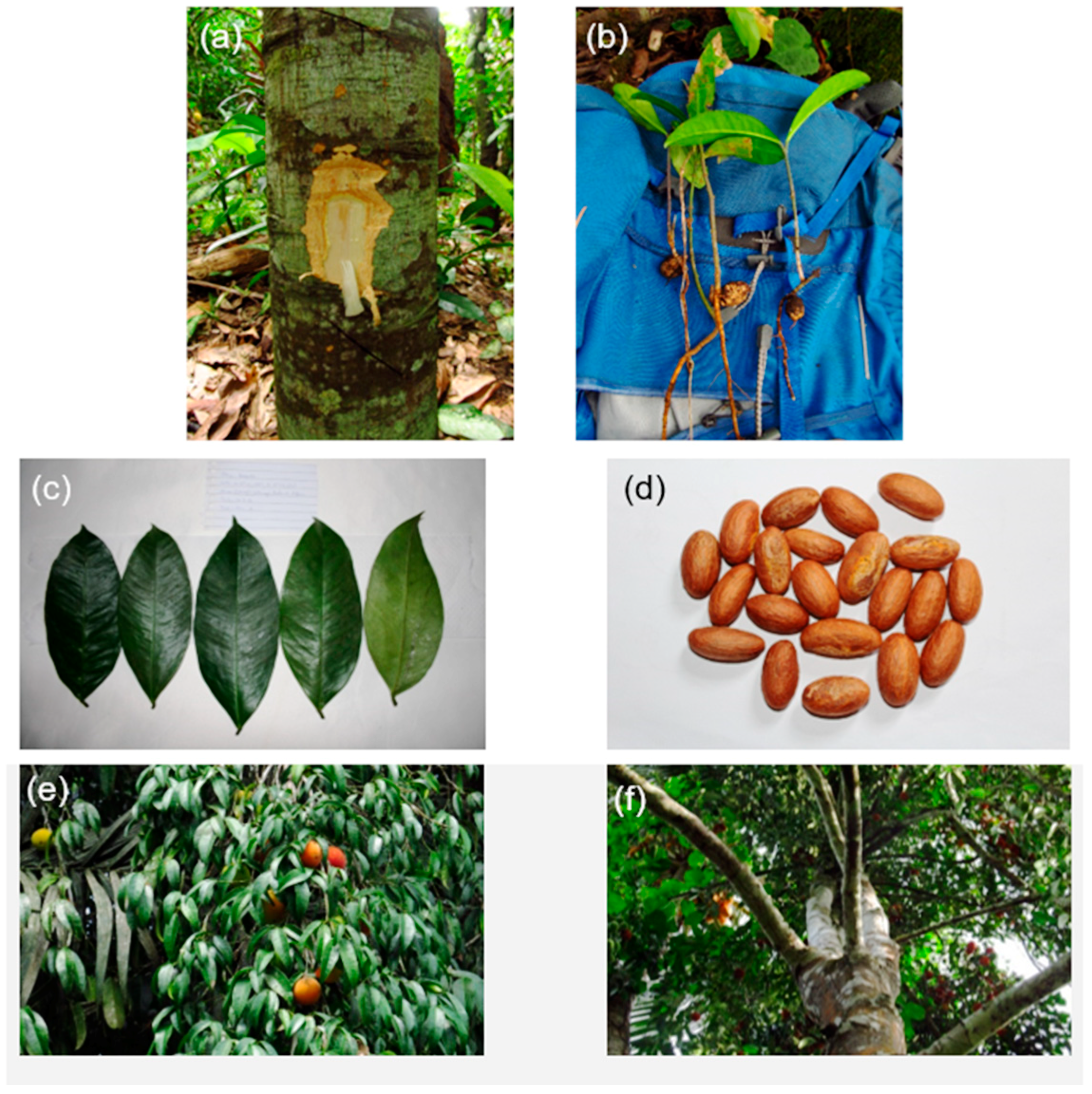 forests free full text medicinal potential utilization and domestication status of bitter kola garcinia kola heckel in west and central africa html