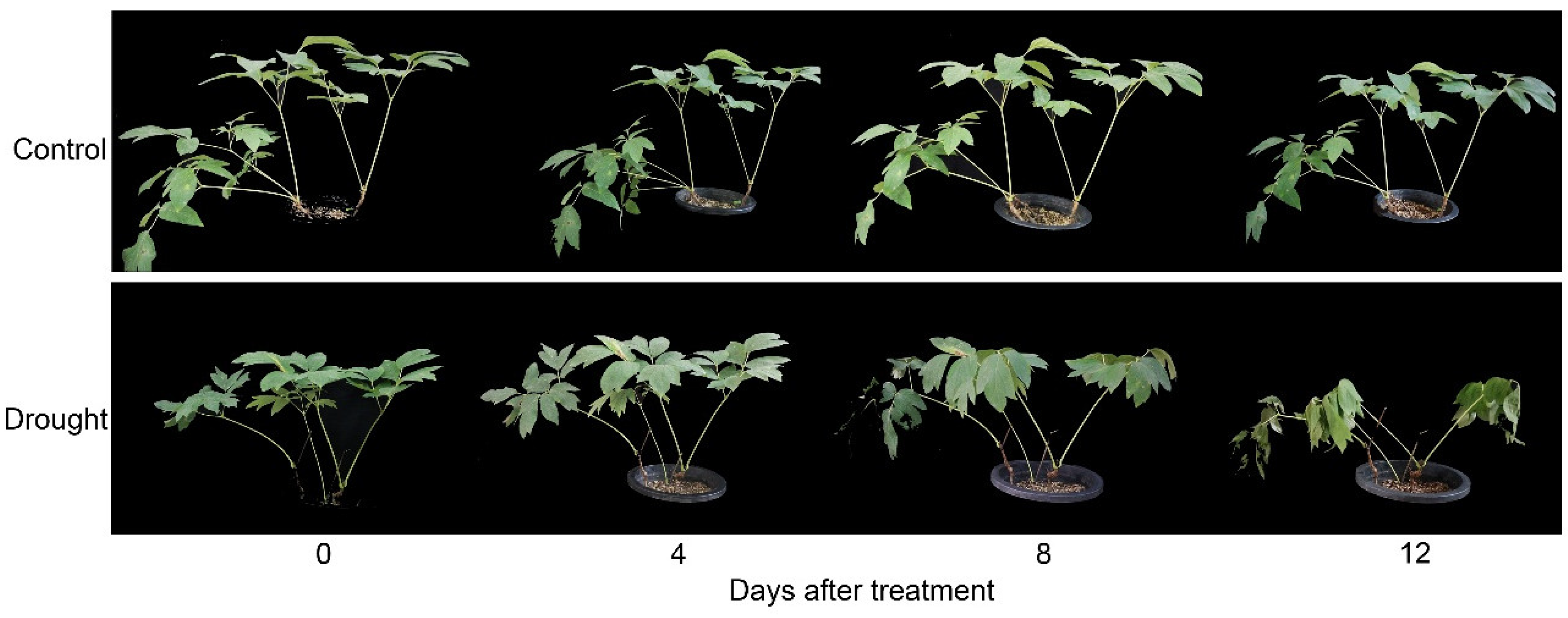 Forests 10 00135 g001