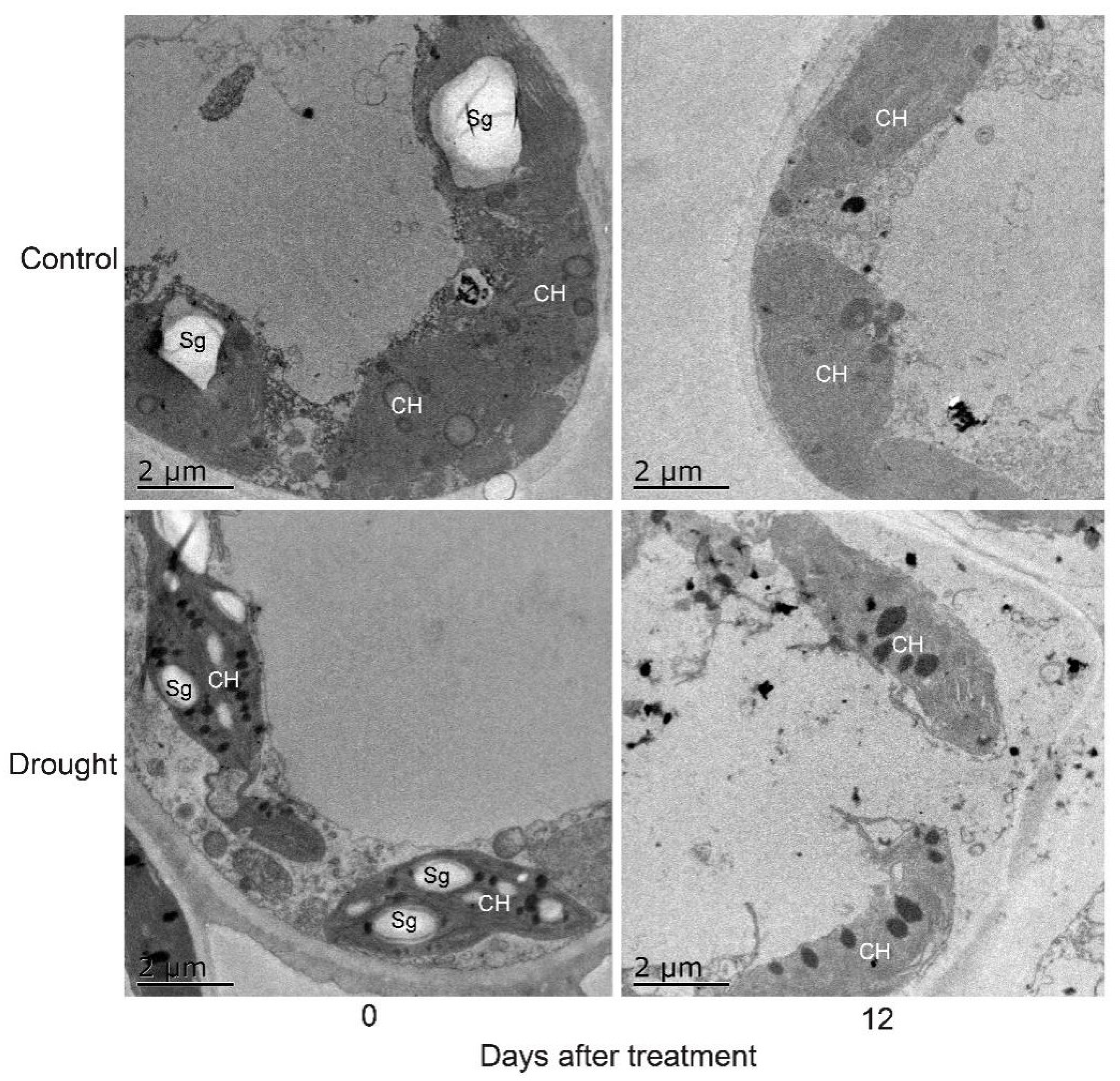 Forests 10 00135 g005