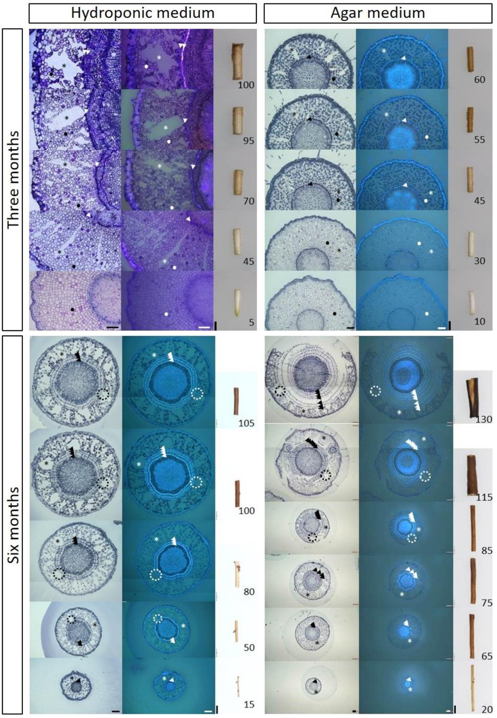 Forests 10 00137 g001