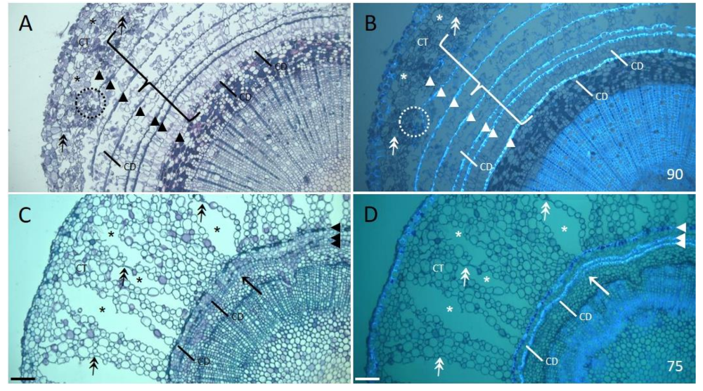 Forests 10 00137 g003