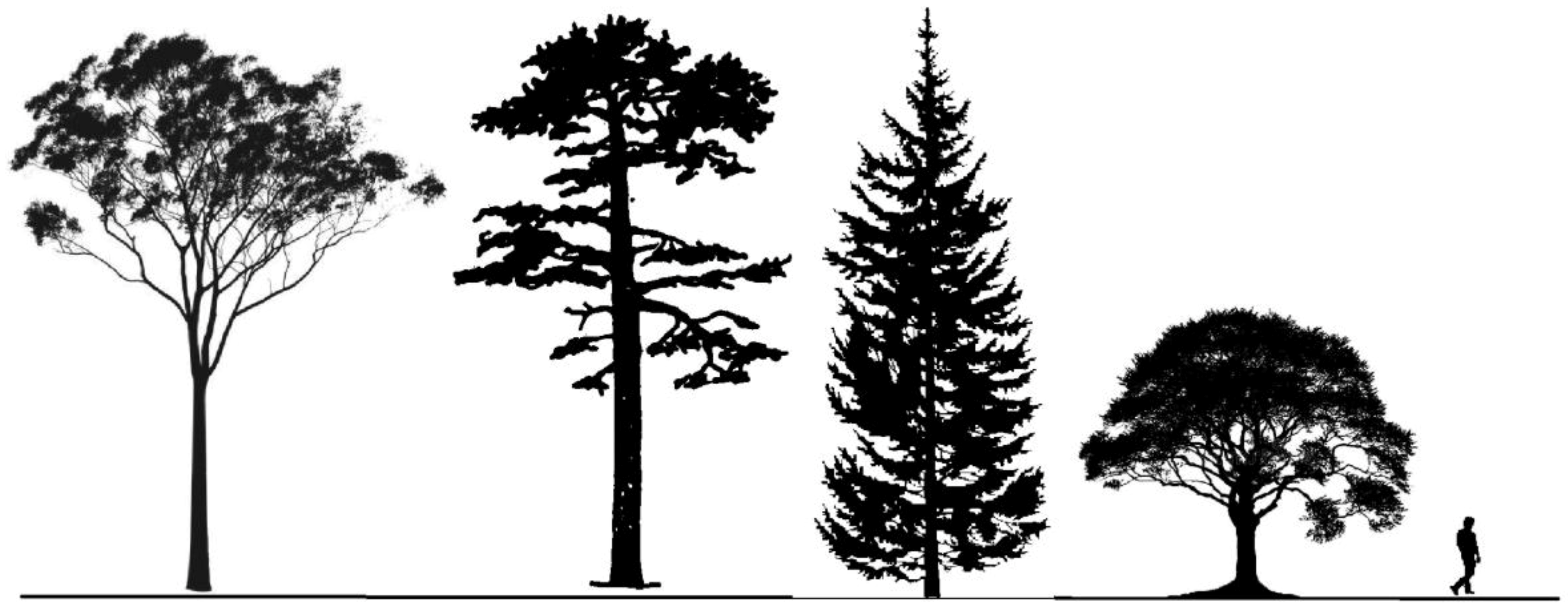 Forests 10 00148 g004