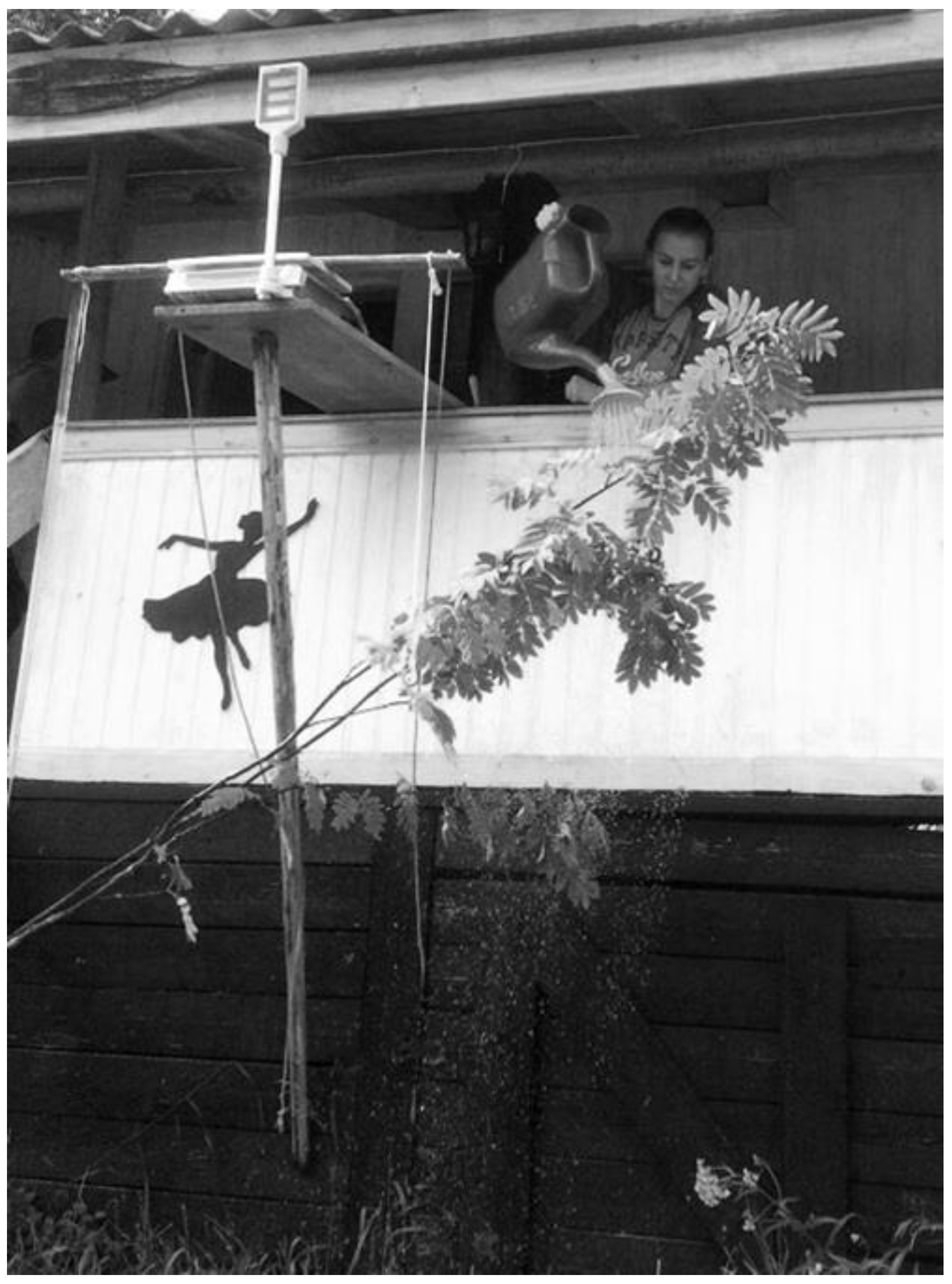 Forests 10 00183 g001