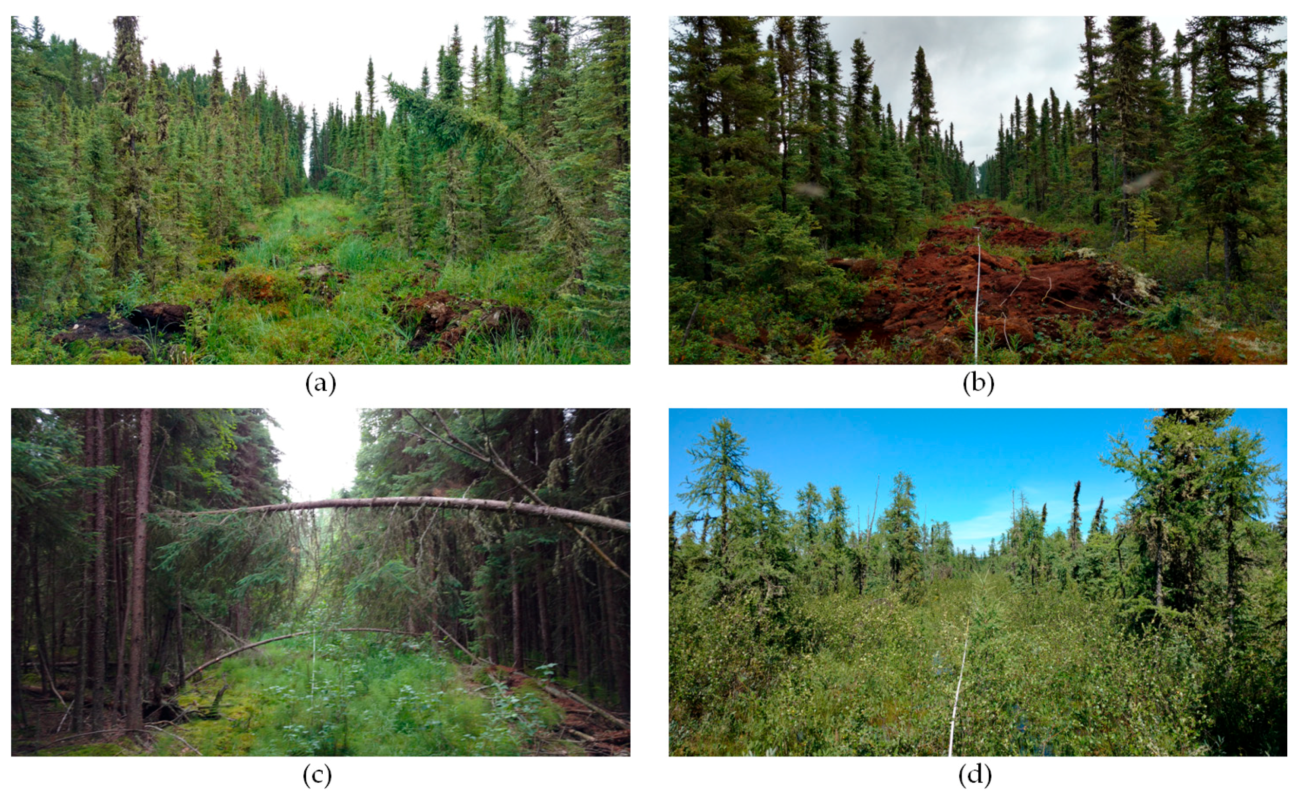 Forests 10 00185 g001 Forests 10 00185 g001