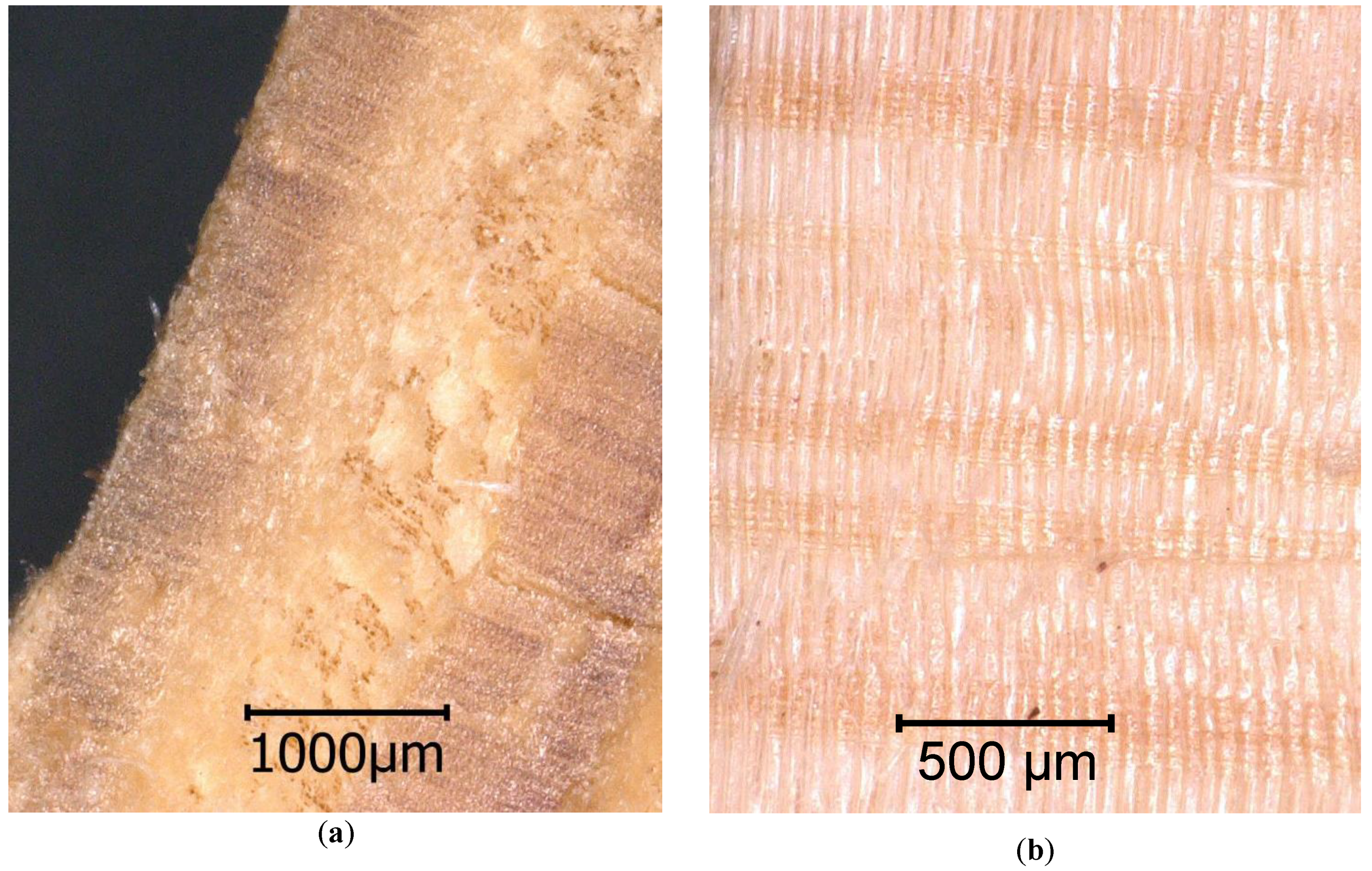 Forests Free Full Text The Impact Of Anatomical