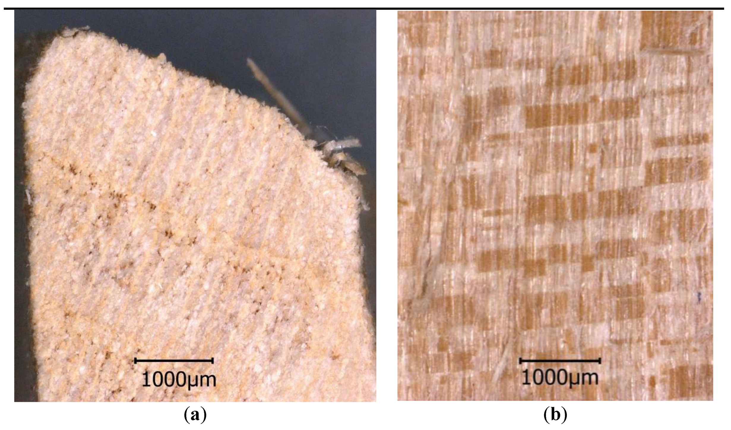 Forests Free Full Text The Impact Of Anatomical