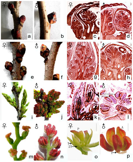 Sex Determination During Inflorescence Bud Differentiation