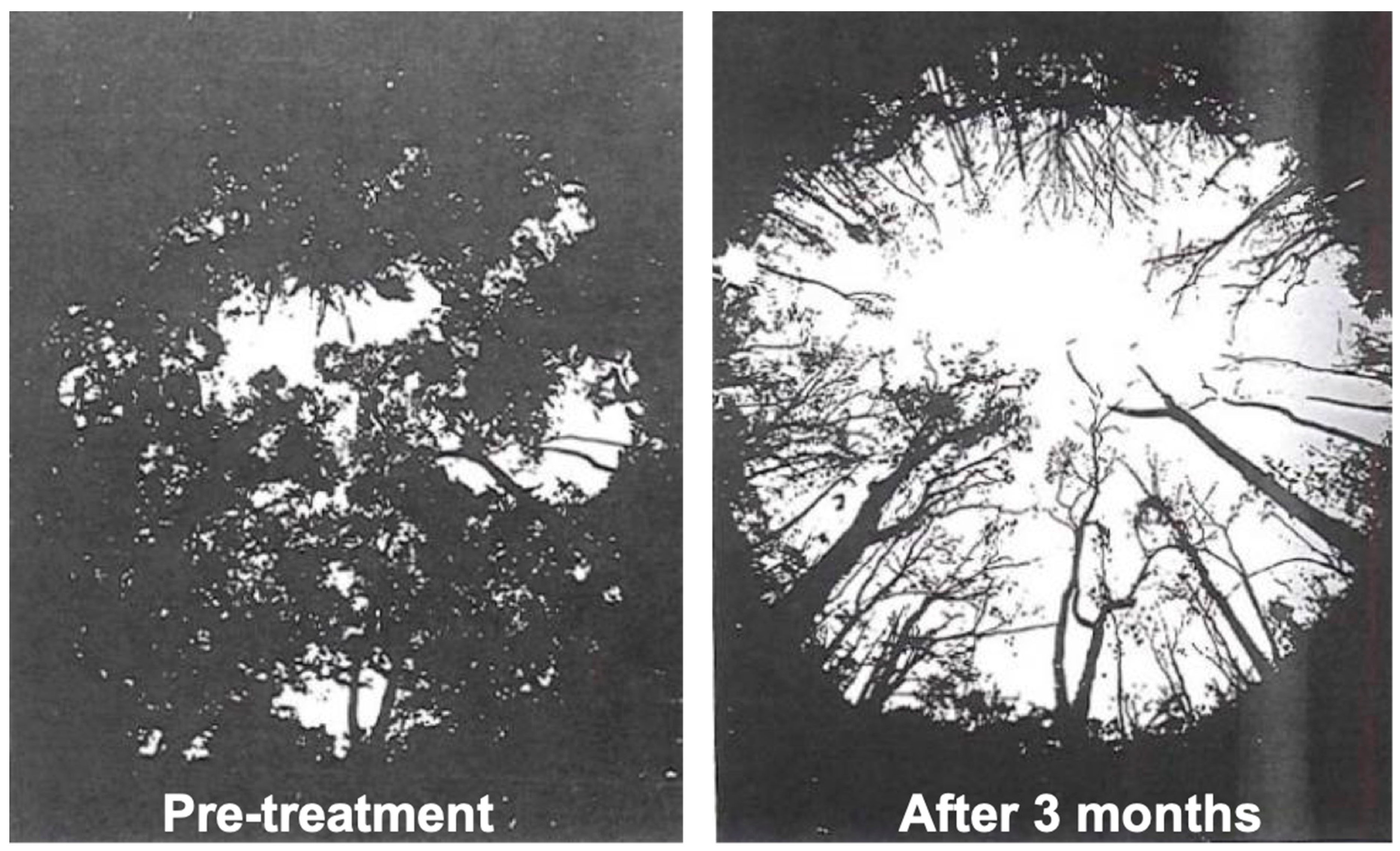 Forests 10 00210 g003 Forests 10 00210 g003