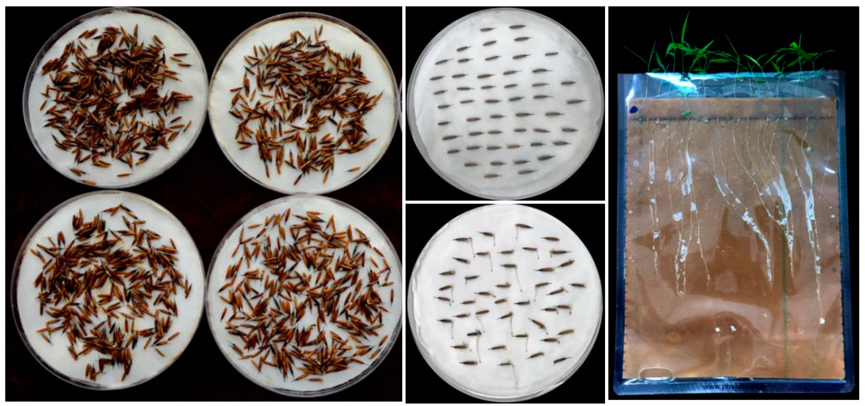 Forests 10 00224 g001