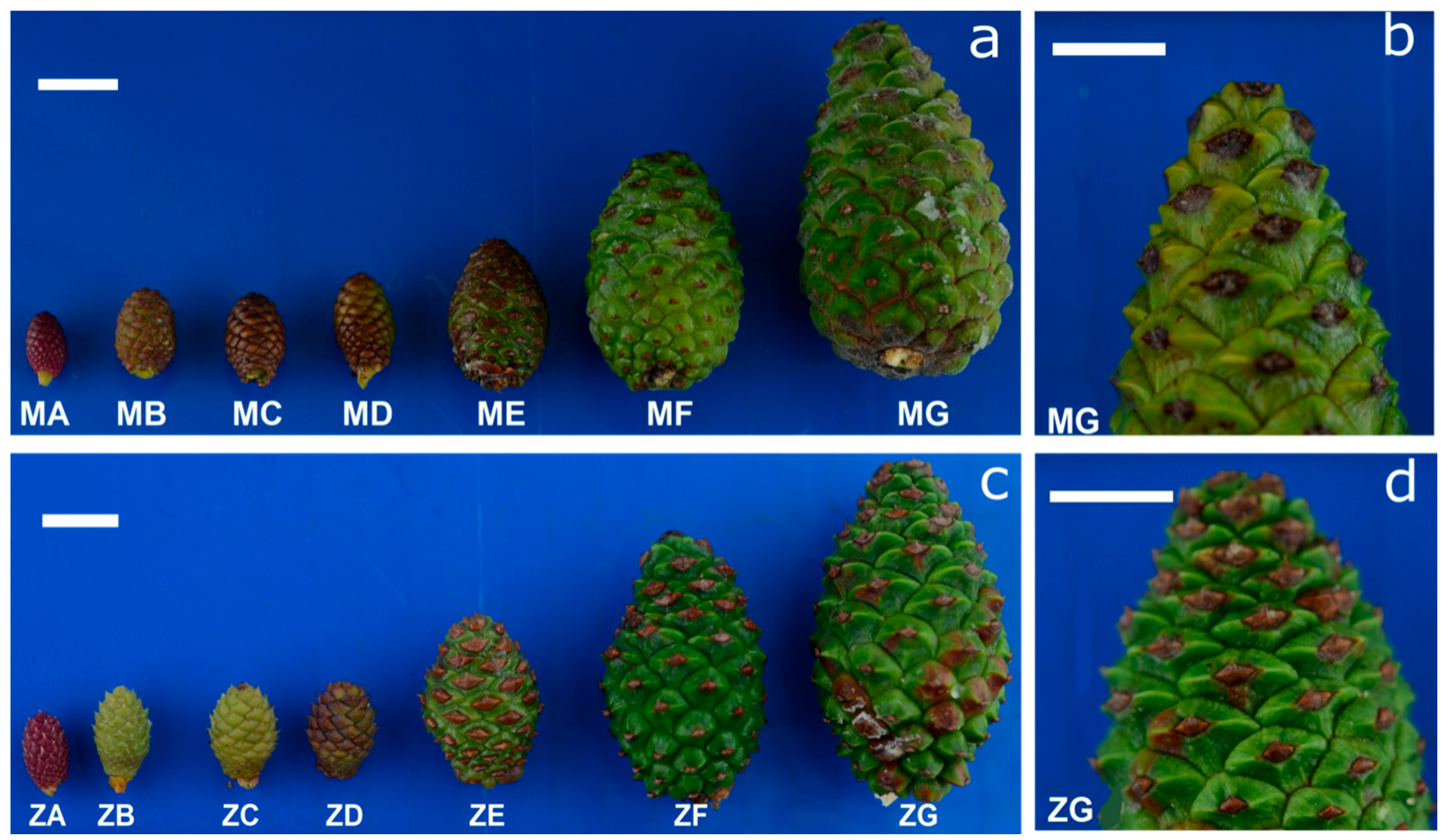 Forests 10 00230 g002 Forests 10 00230 g002