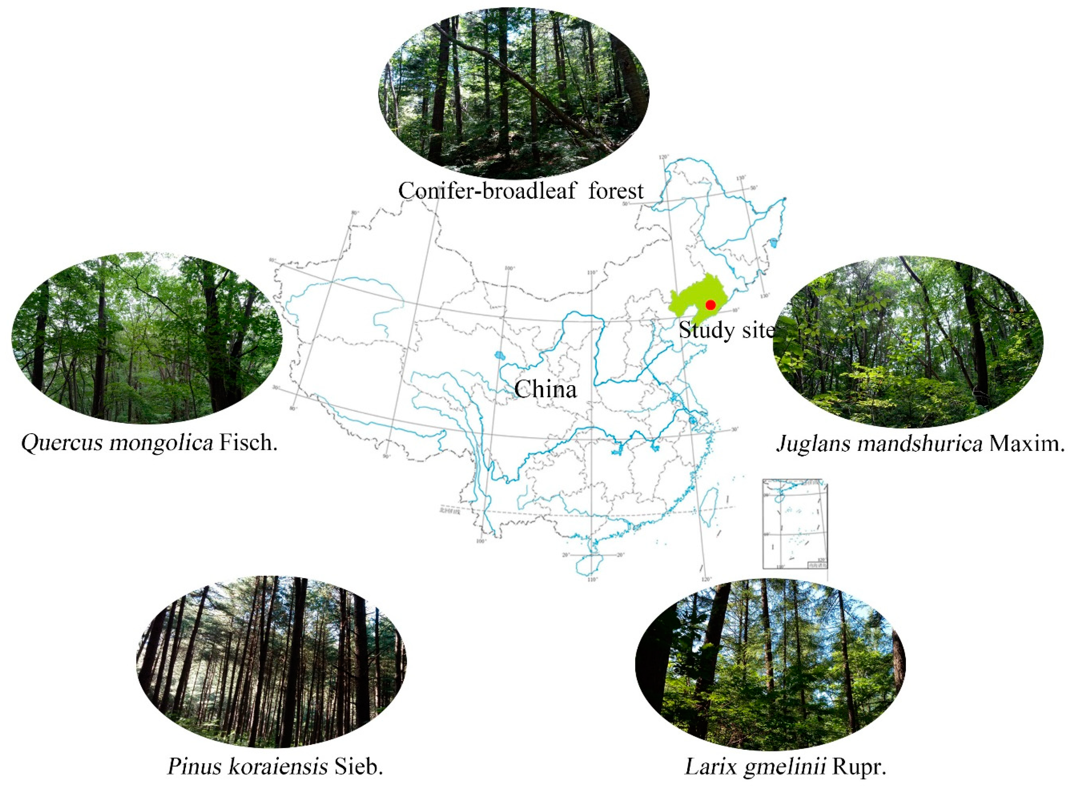 Forests Free Full Text Soil Organic Carbon Chemical Functional