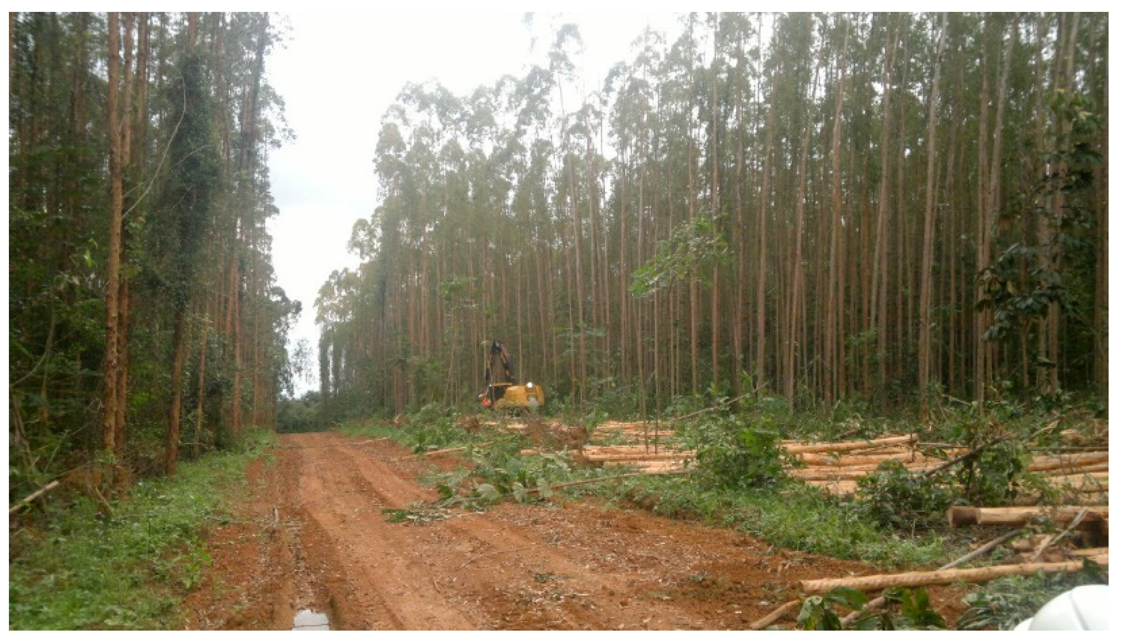 Forests 10 00268 g002