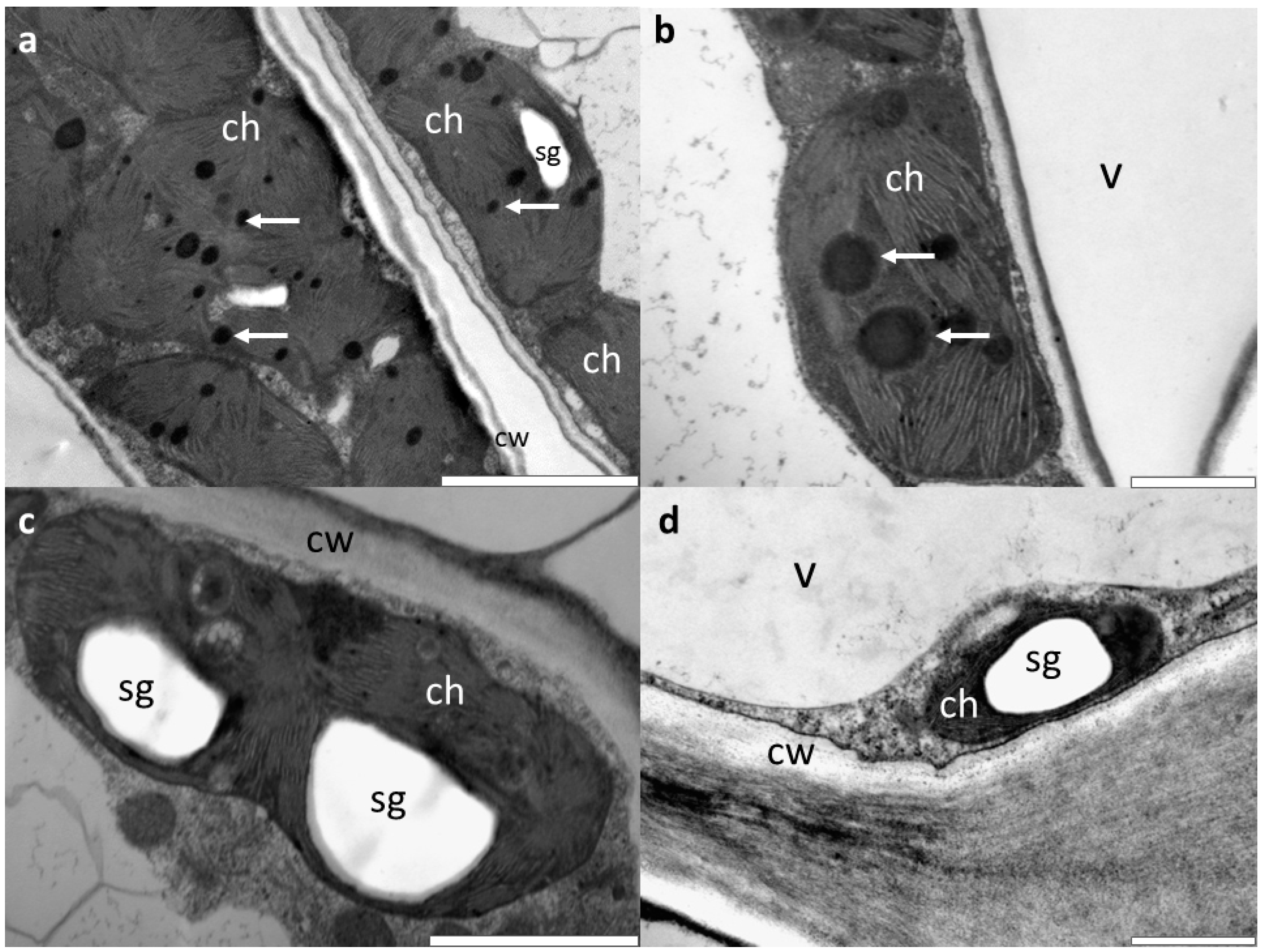 Forests 10 00269 g002 Forests 10 00269 g002