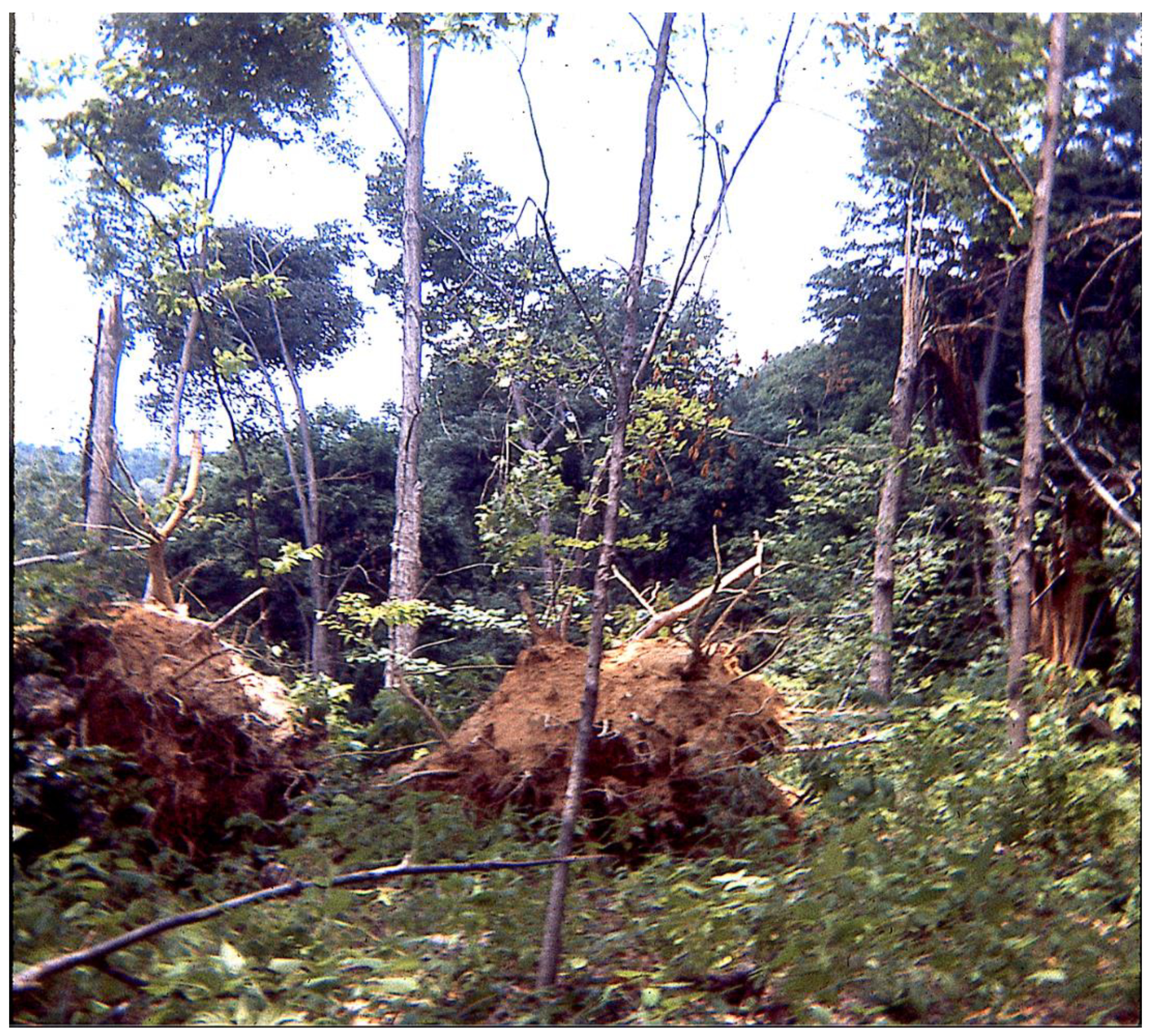 Forests 10 00271 g001