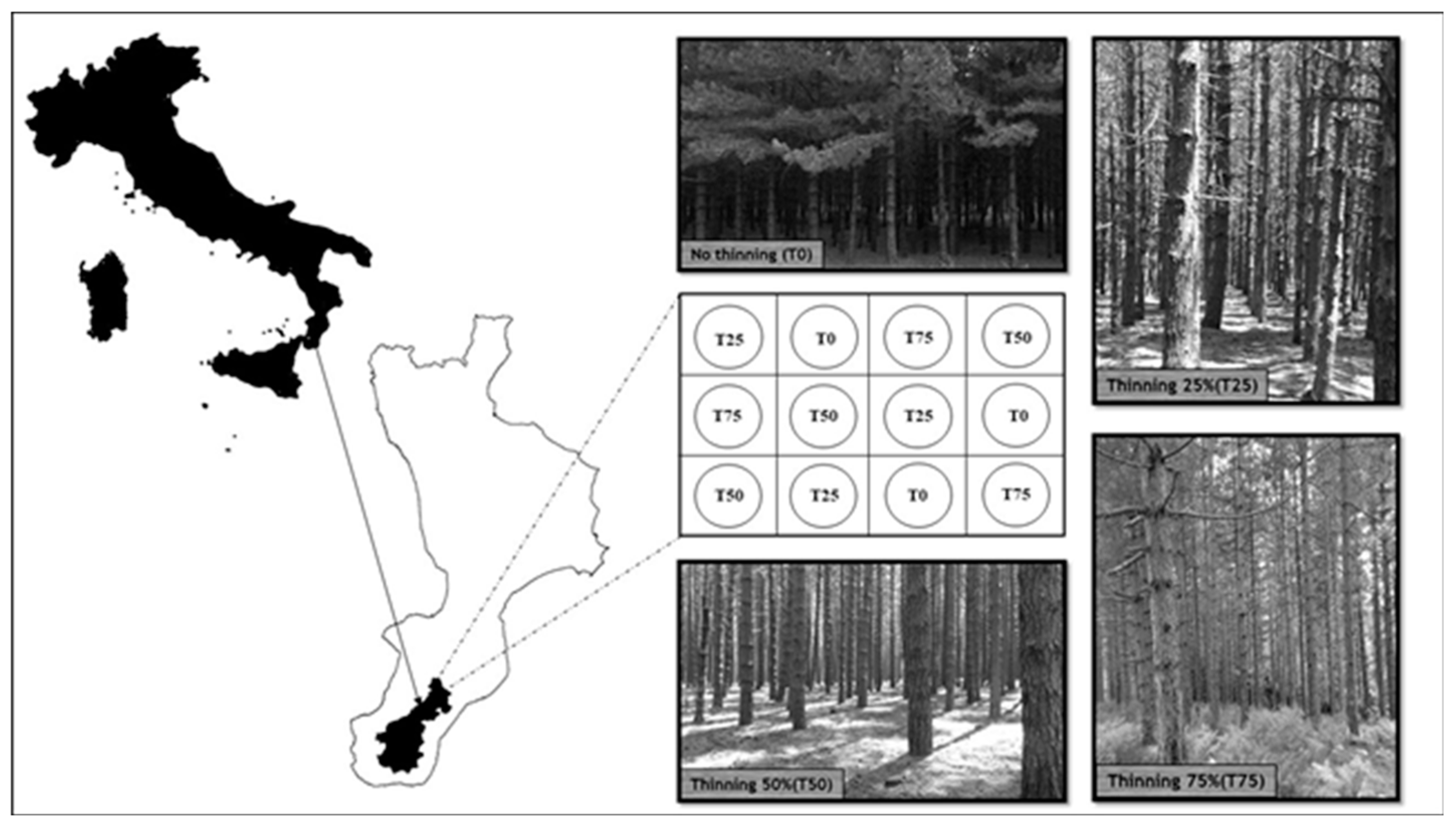 Forests 10 00303 g001 Forests 10 00303 g001