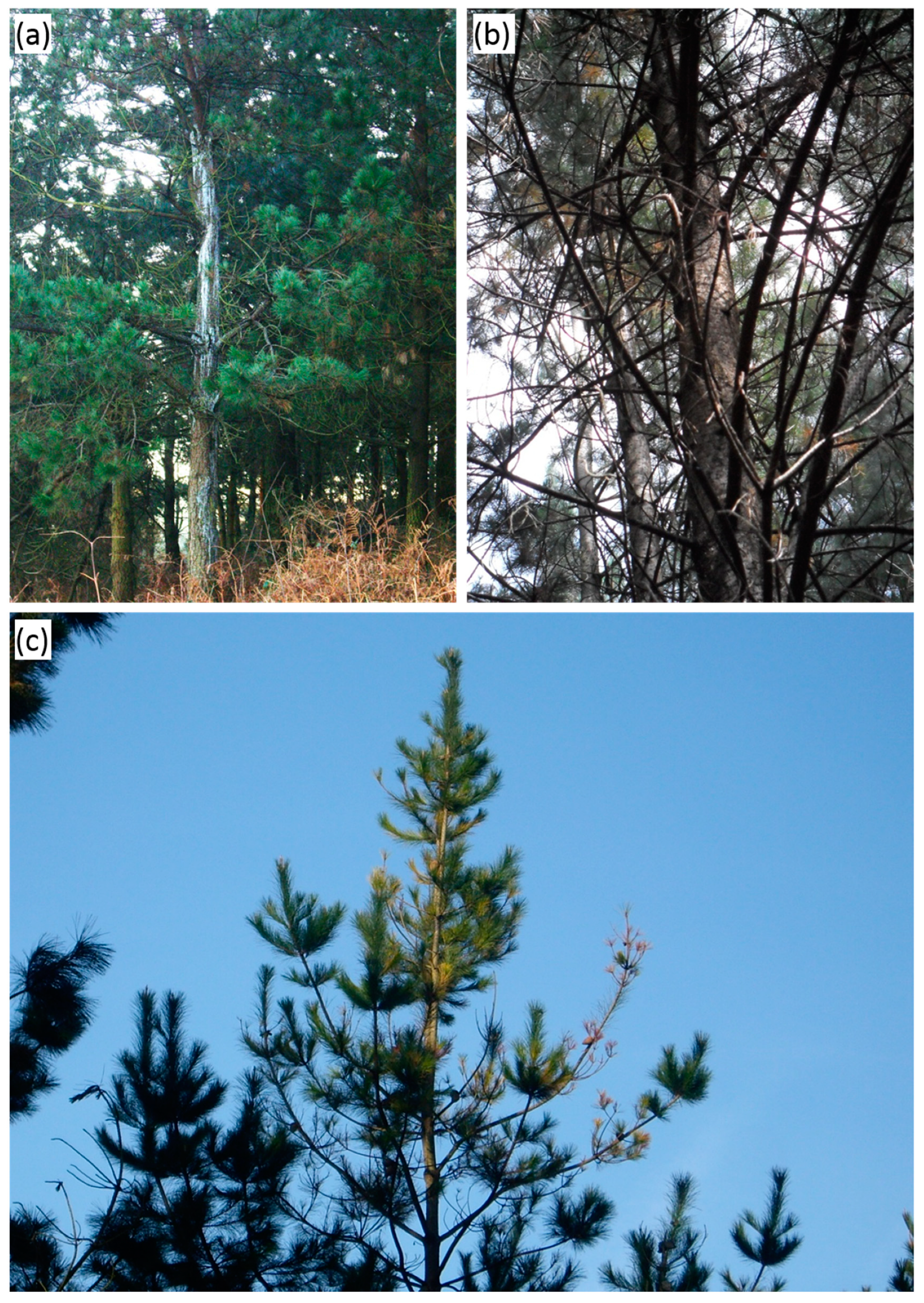 Forests Free Full Text Factors Affecting The Distribution Of Pine Pitch Canker In Northern Spain Html Forests Free Full Text Factors Affecting The Distribution Of Pine Pitch Canker In Northern Spain Html