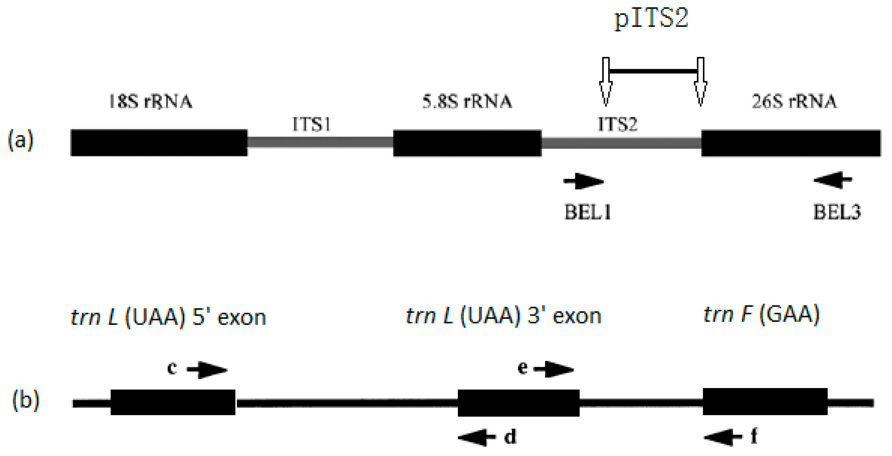 Forests 10 00306 g001