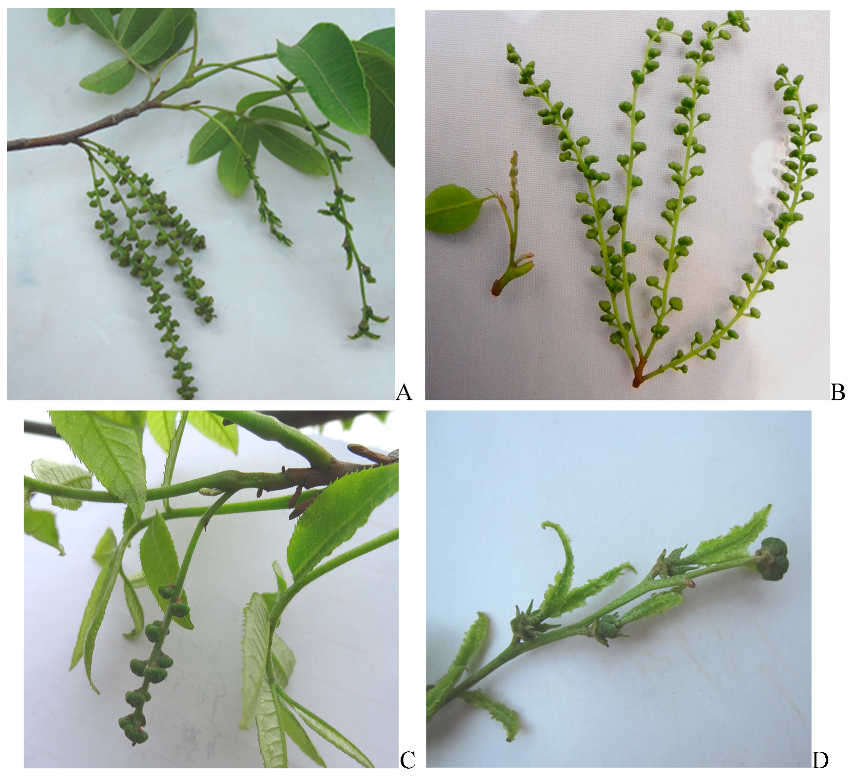 Forests 10 00347 g001