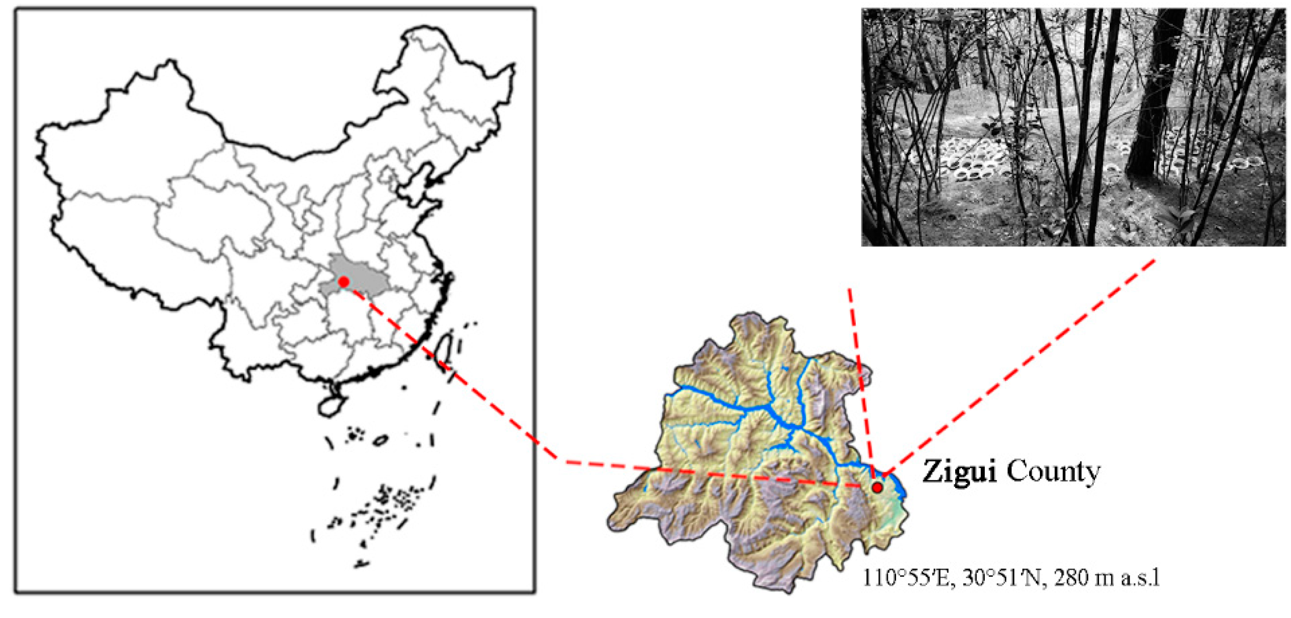Forests 10 00360 g001