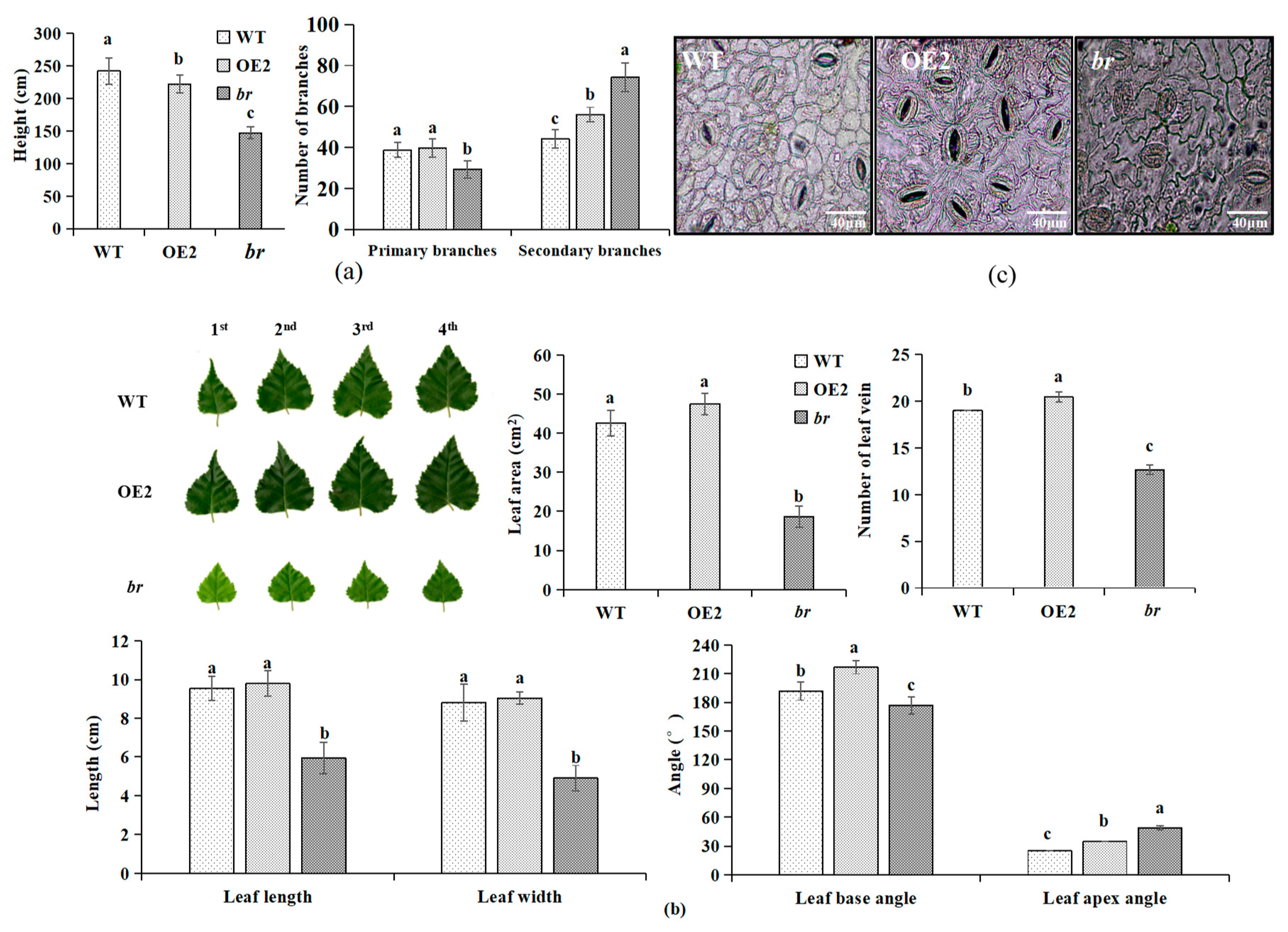 Forests 10 00374 g002 Forests 10 00374 g002