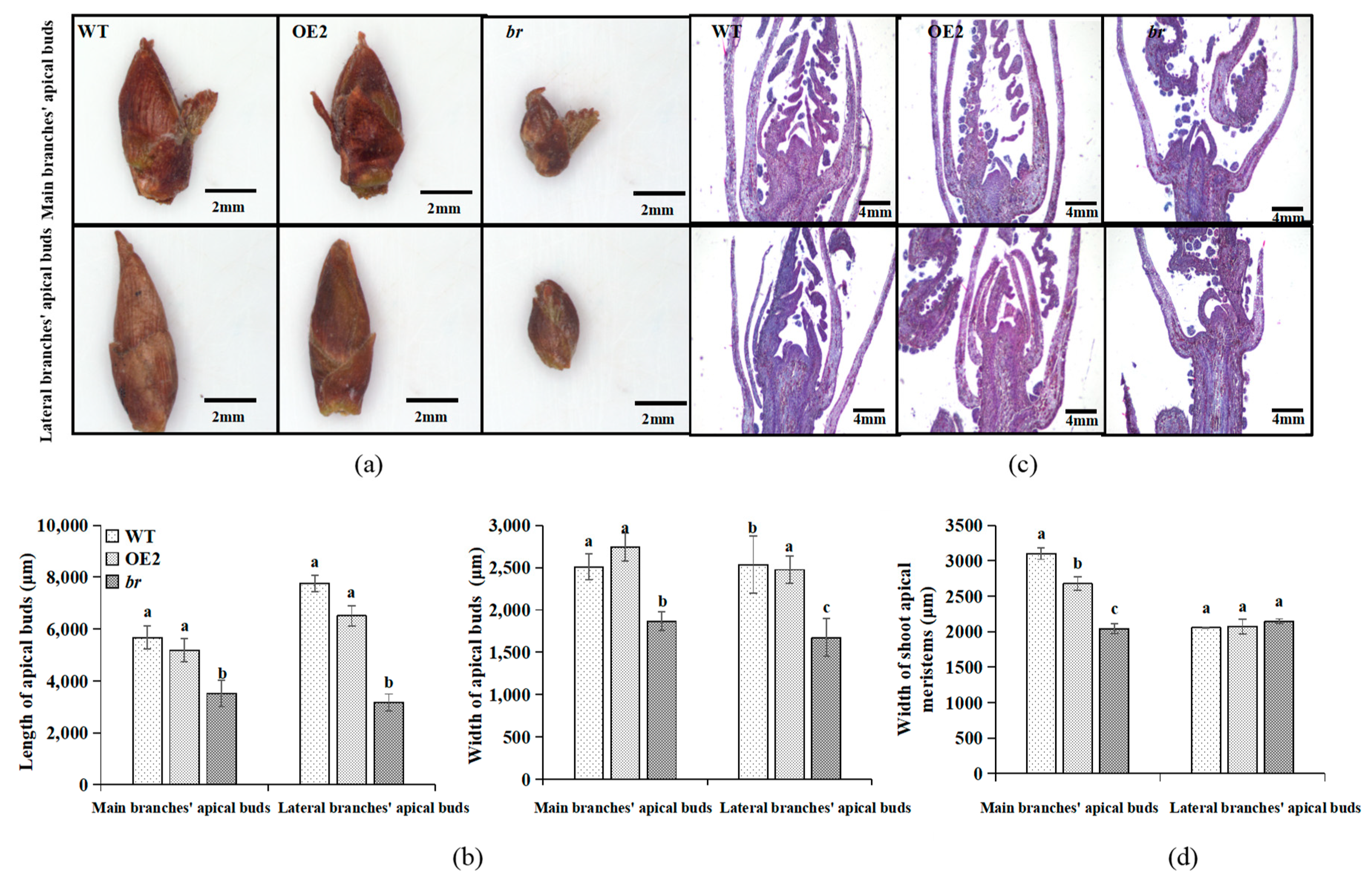 Forests 10 00374 g003 Forests 10 00374 g003