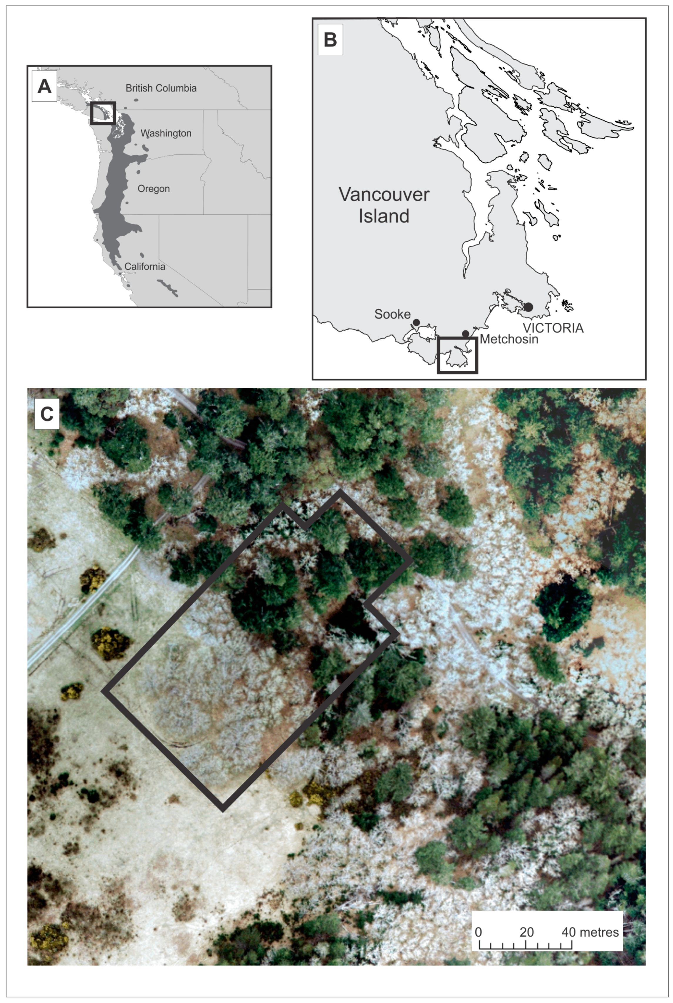 Forests 10 00381 g001 Forests 10 00381 g001