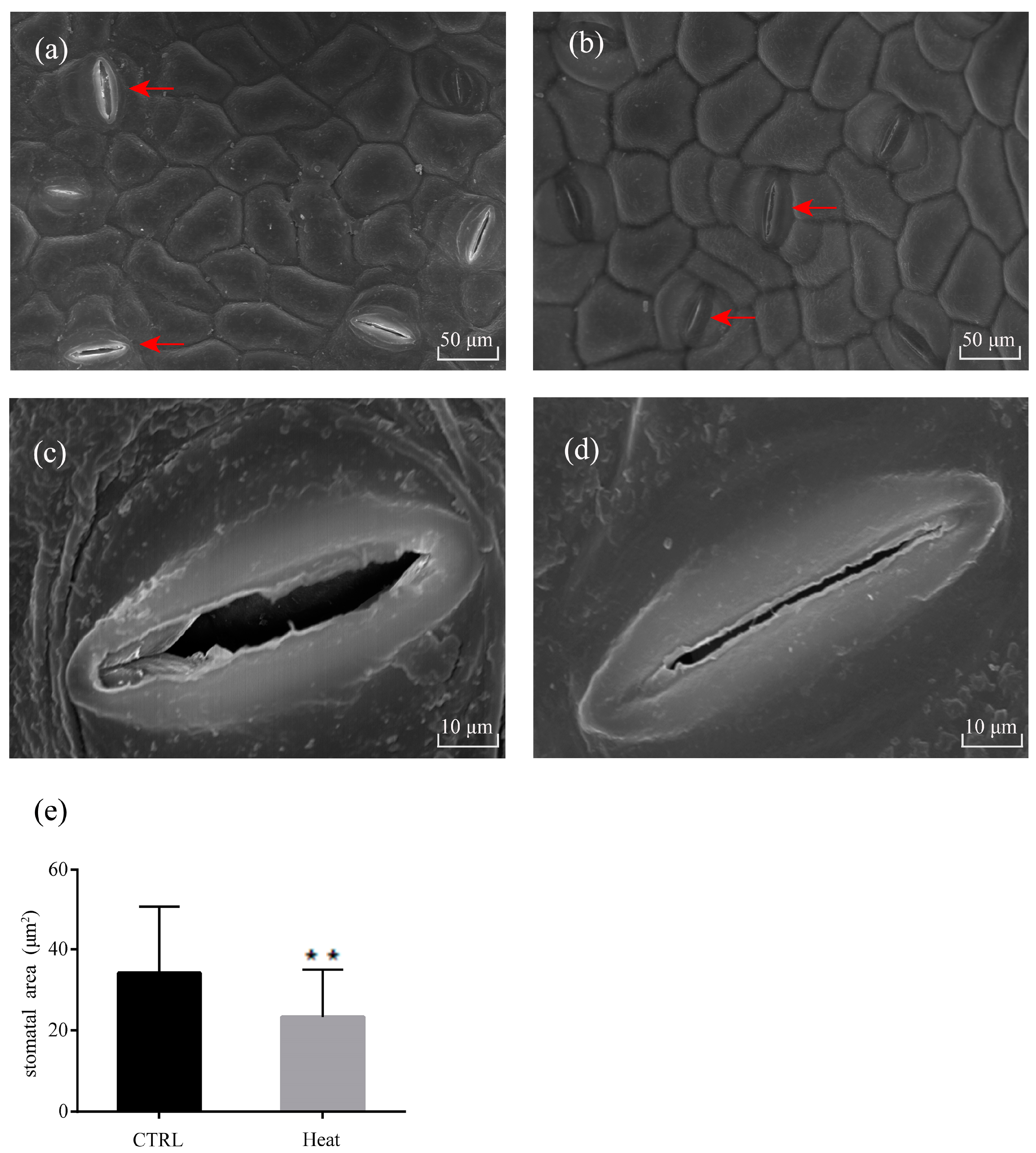 Forests 10 00383 g002 Forests 10 00383 g002