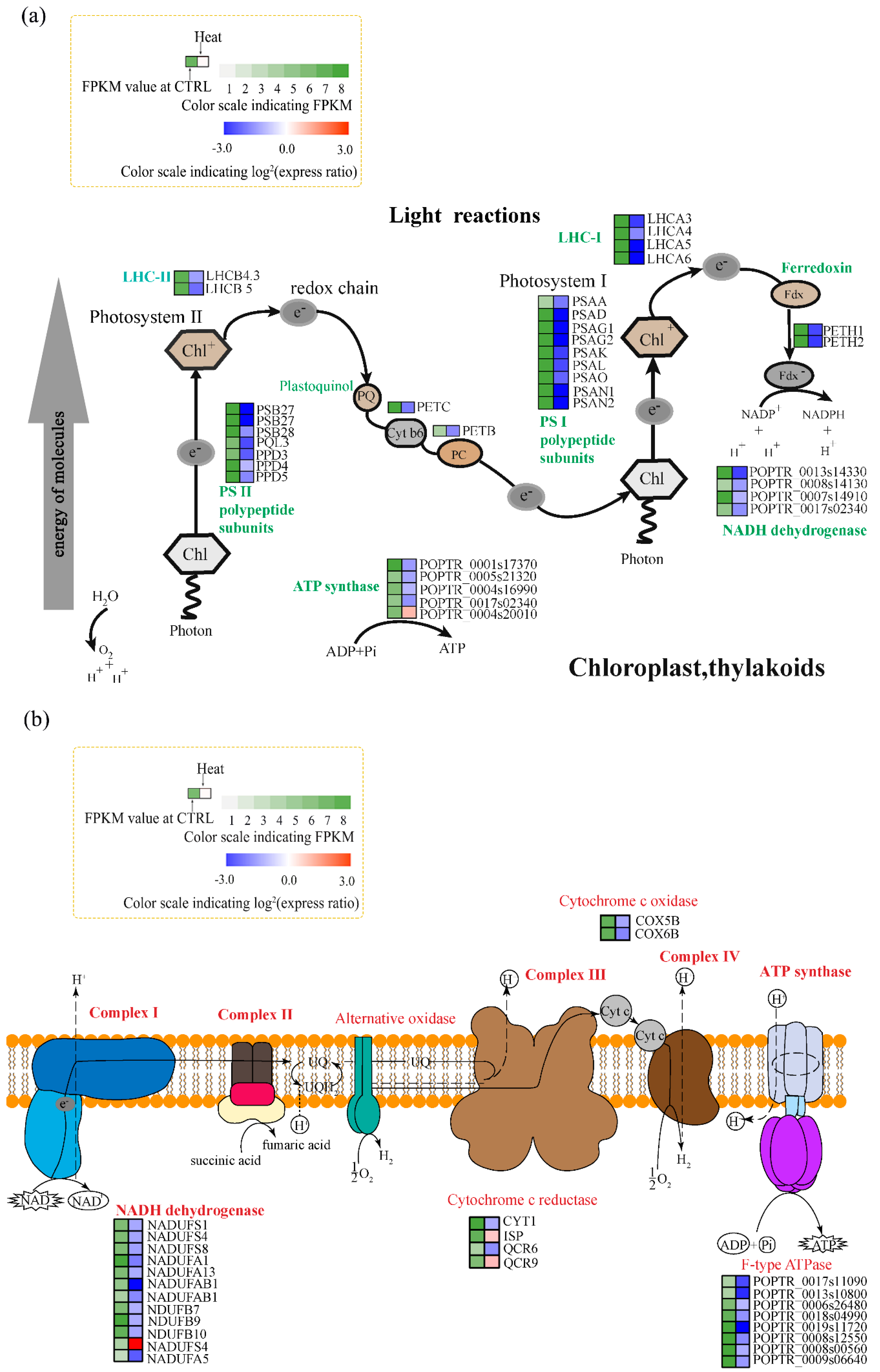 Forests 10 00383 g004 Forests 10 00383 g004