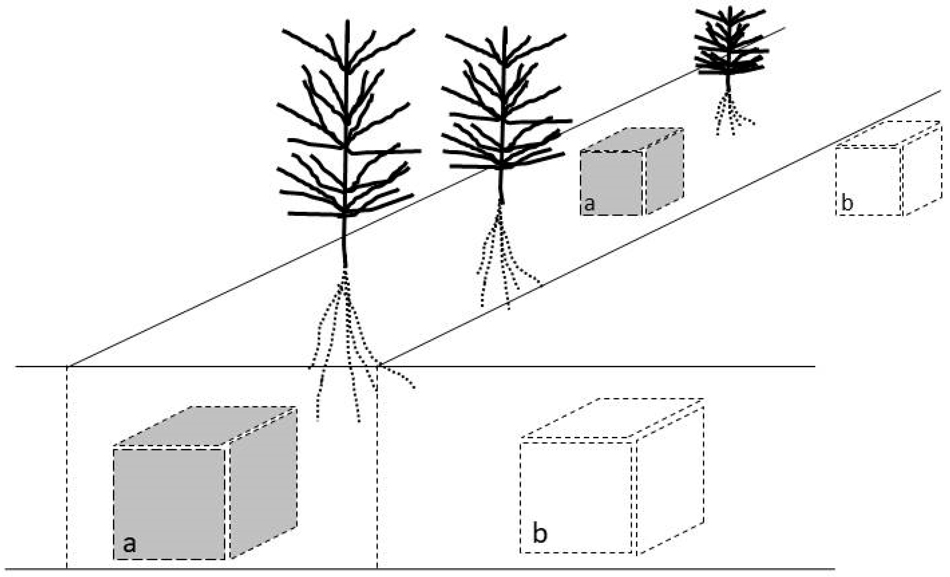 Forests 10 00399 g002