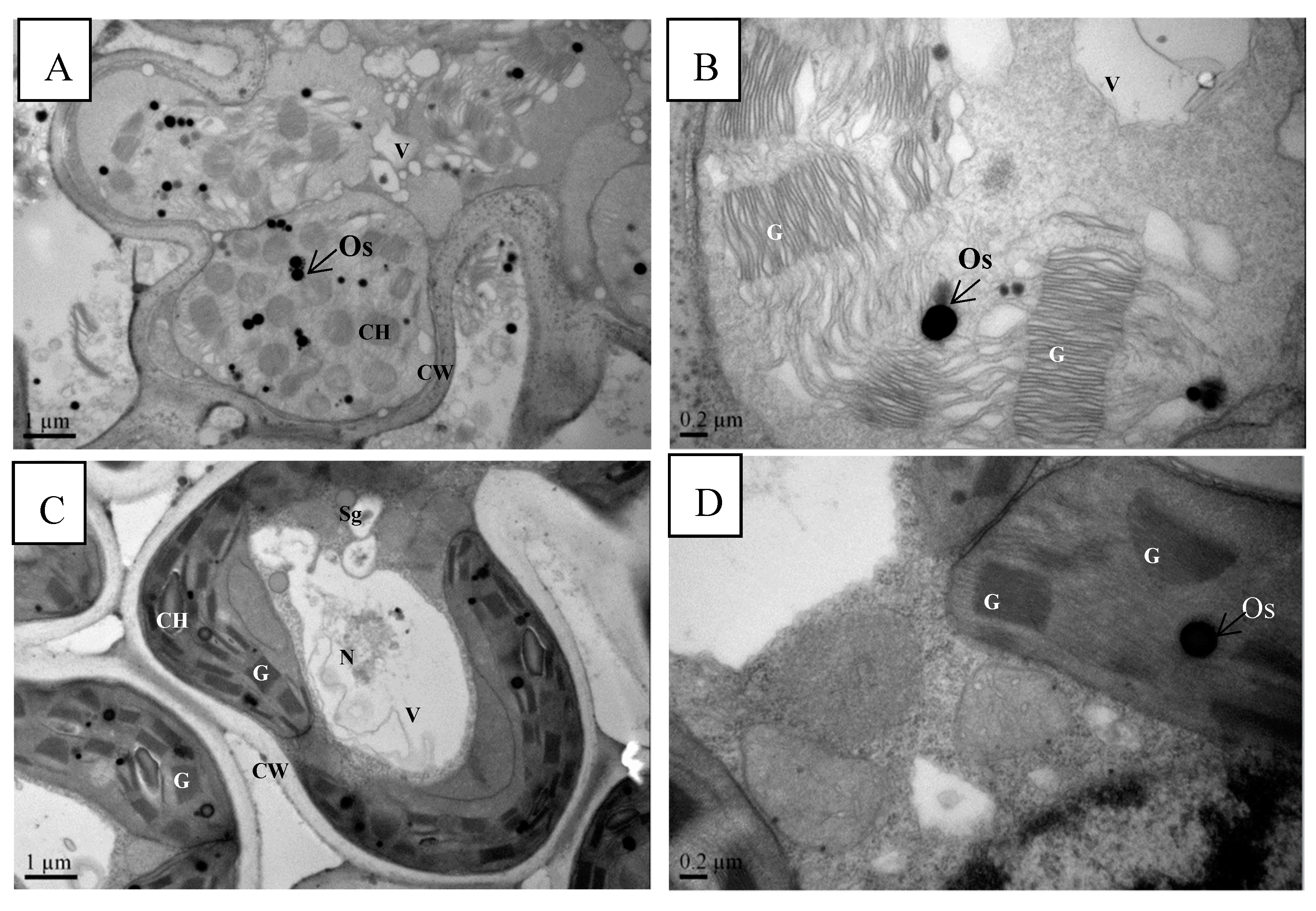 Forests 10 00405 g007
