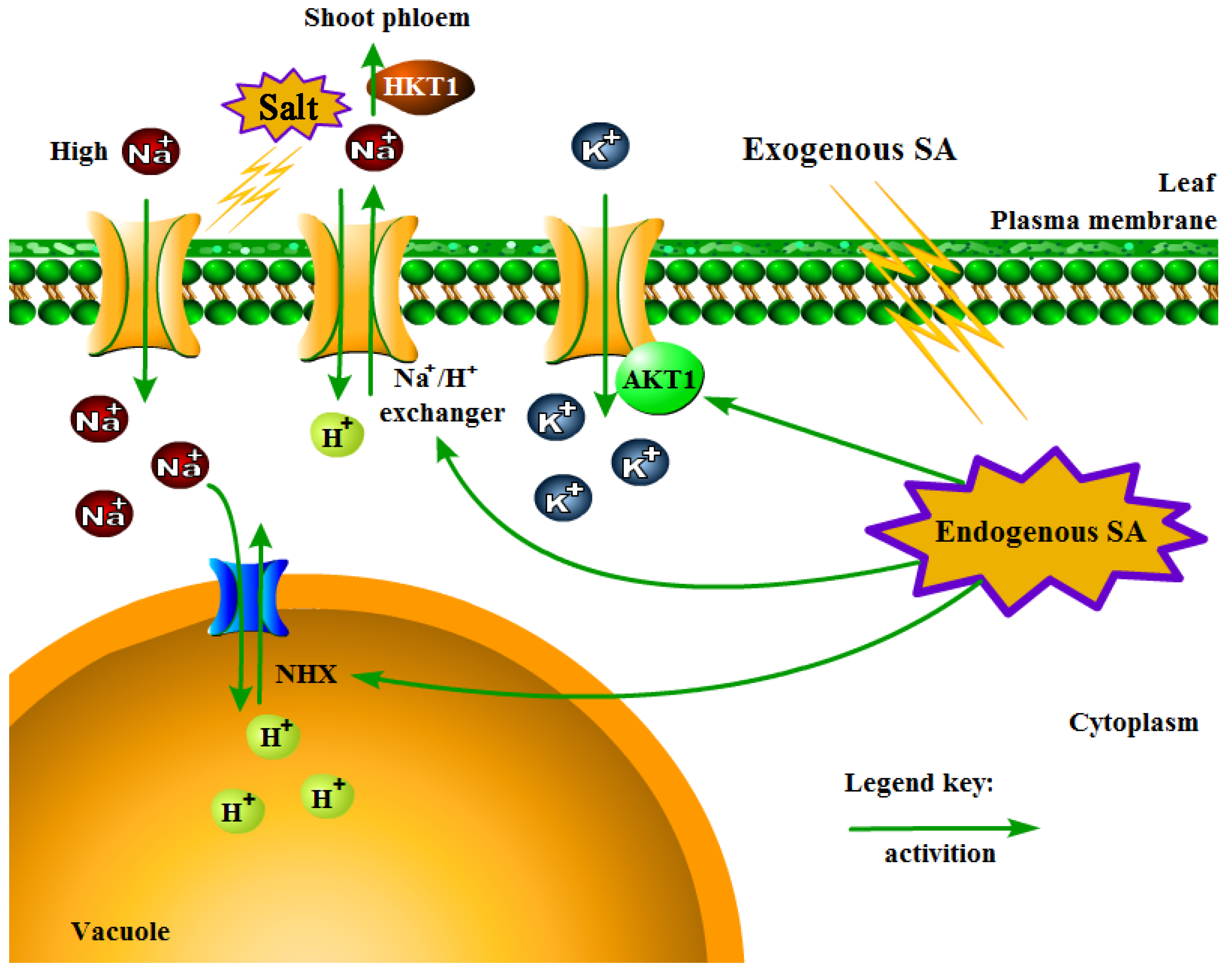 Forests 10 00423 g009