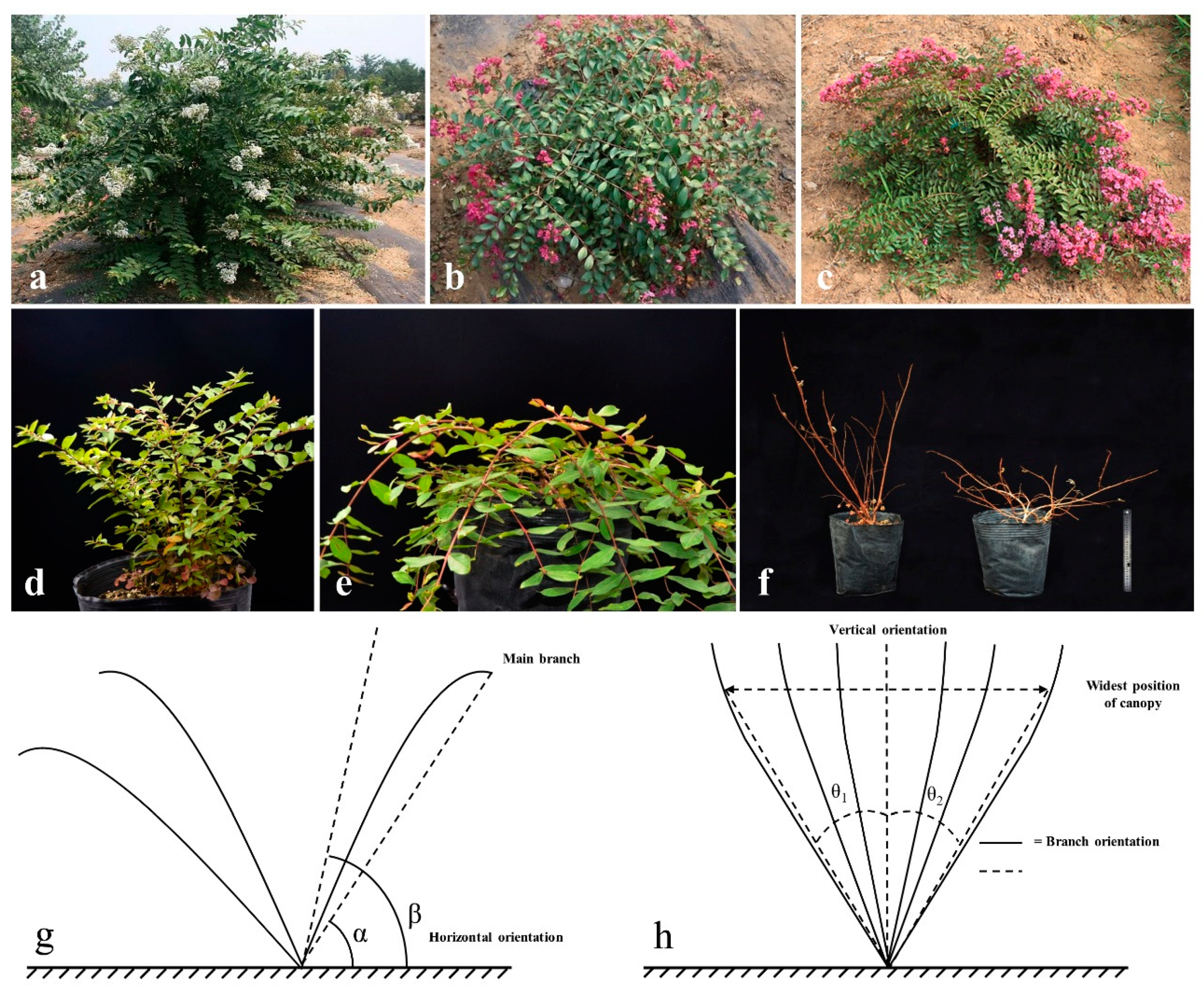 Forests 10 00429 g001 550