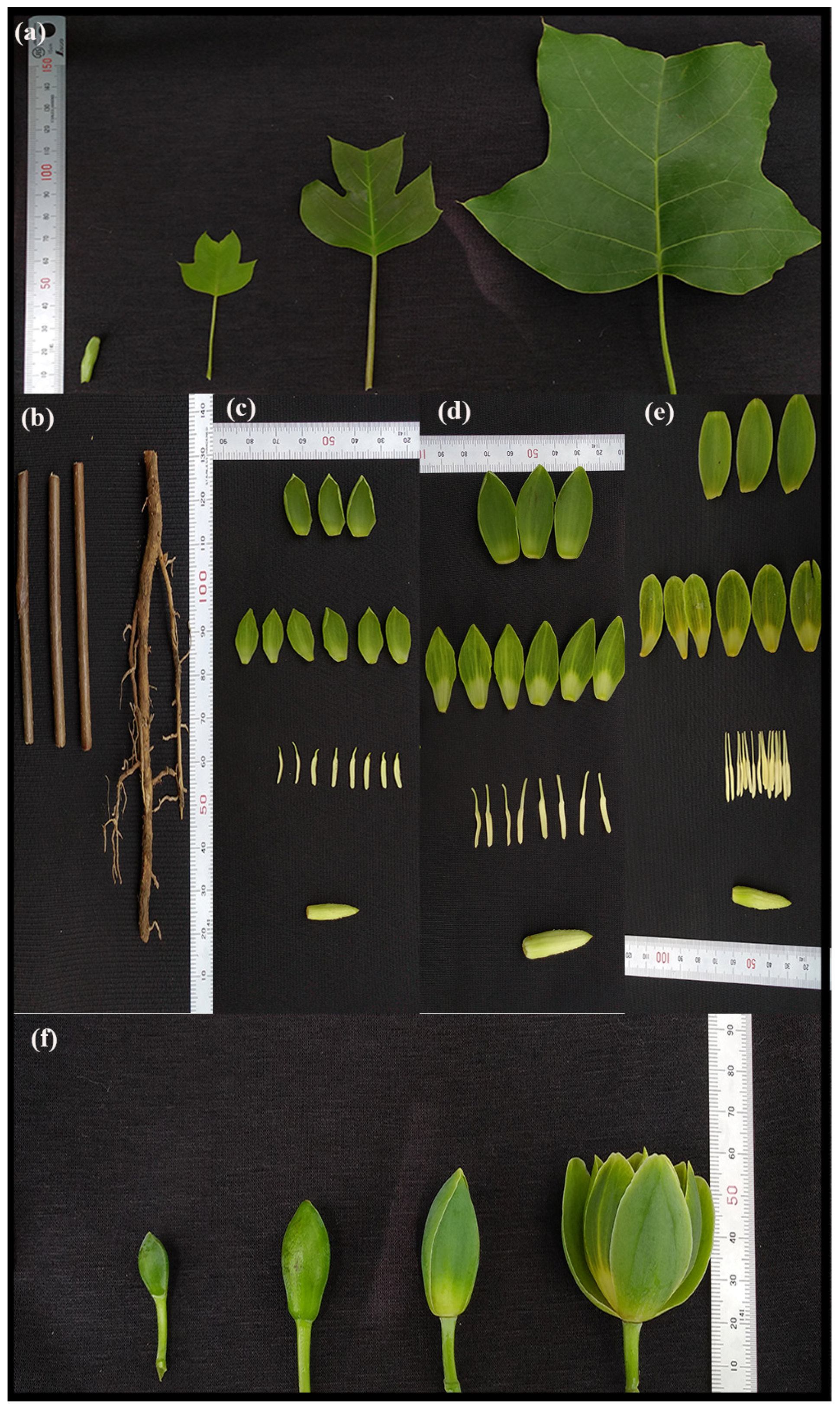 Forests 10 00441 g0a2 Forests 10 00441 g0a2