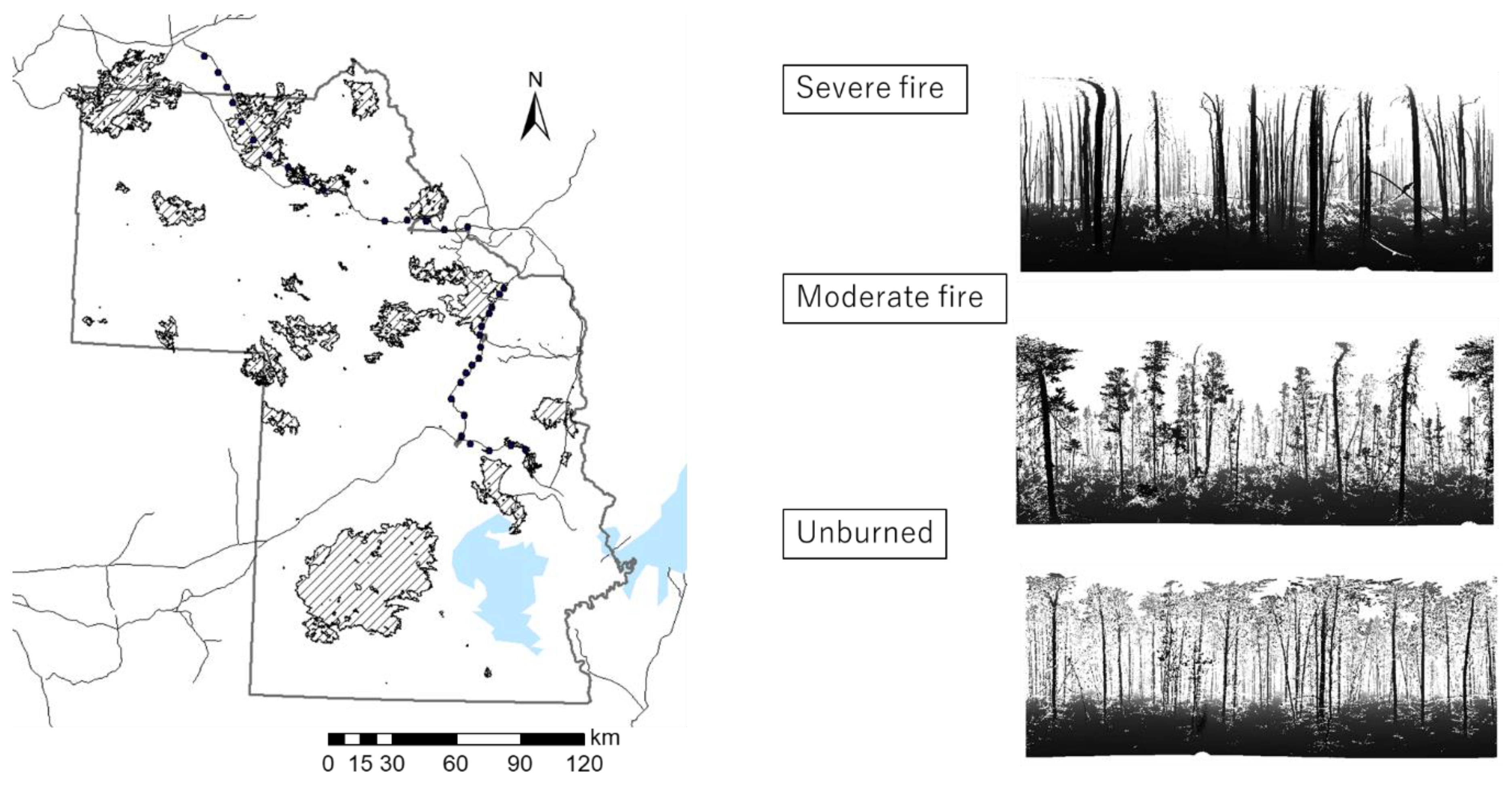 Forests 10 00444 g001