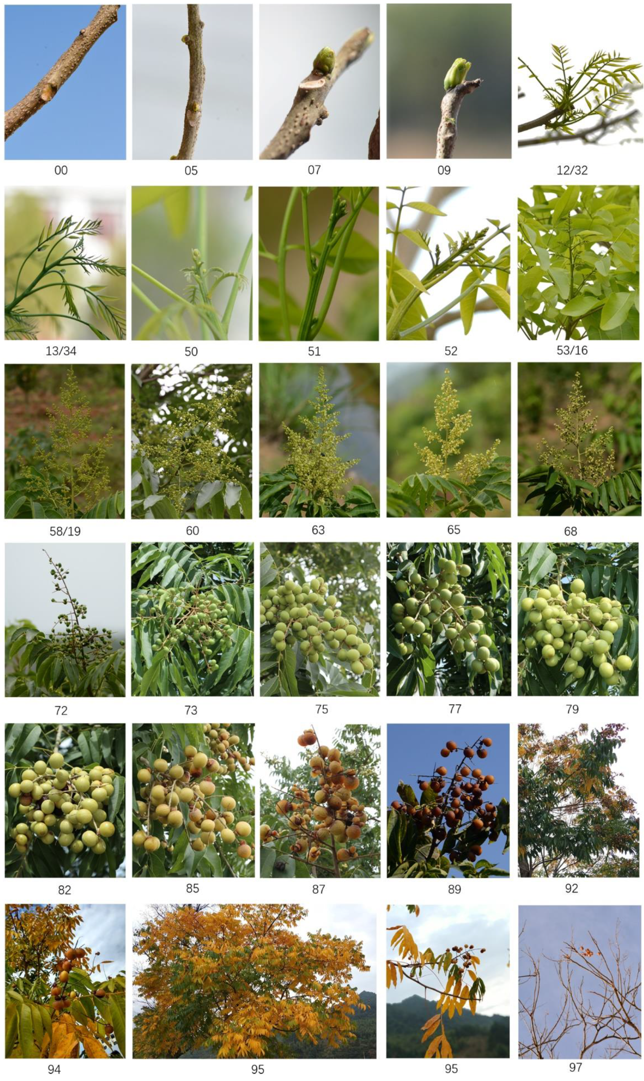 Forests Free FullText The Phenological Growth Stages