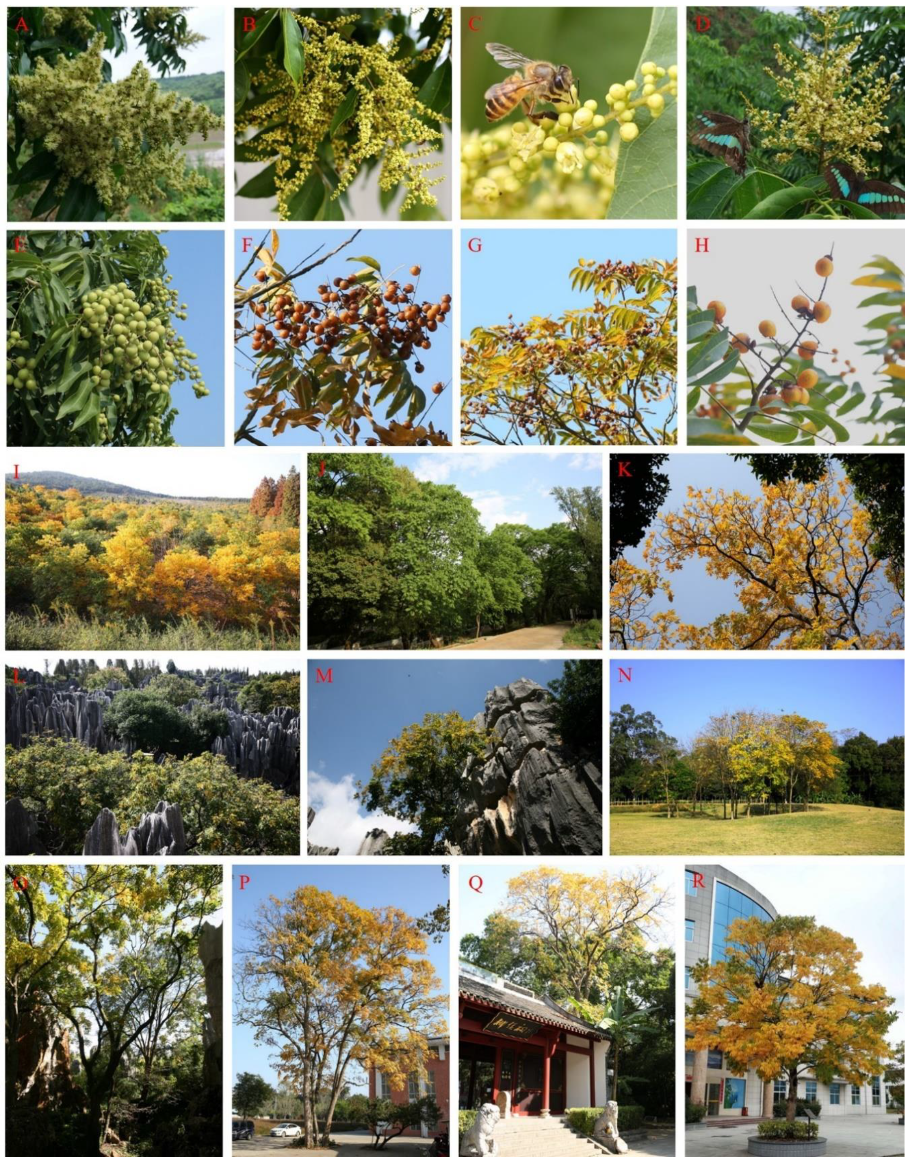 Forests 10 00462 g003