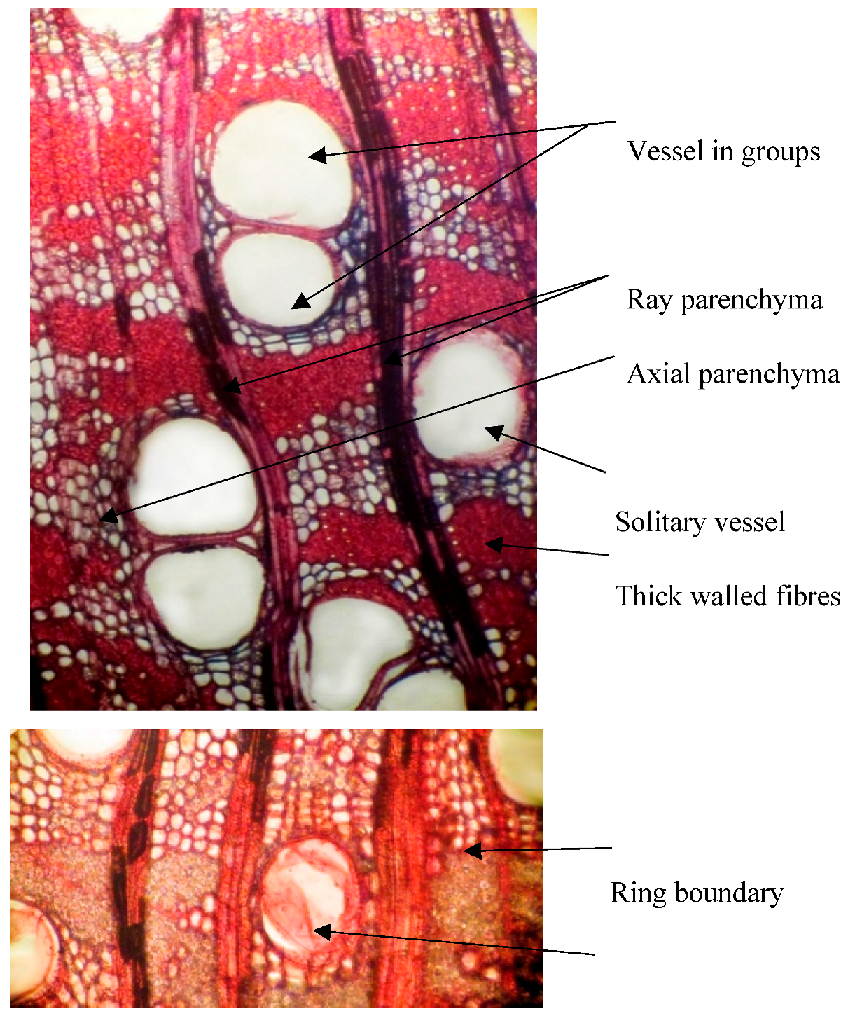 Forests 10 00466 g010 Forests 10 00466 g010