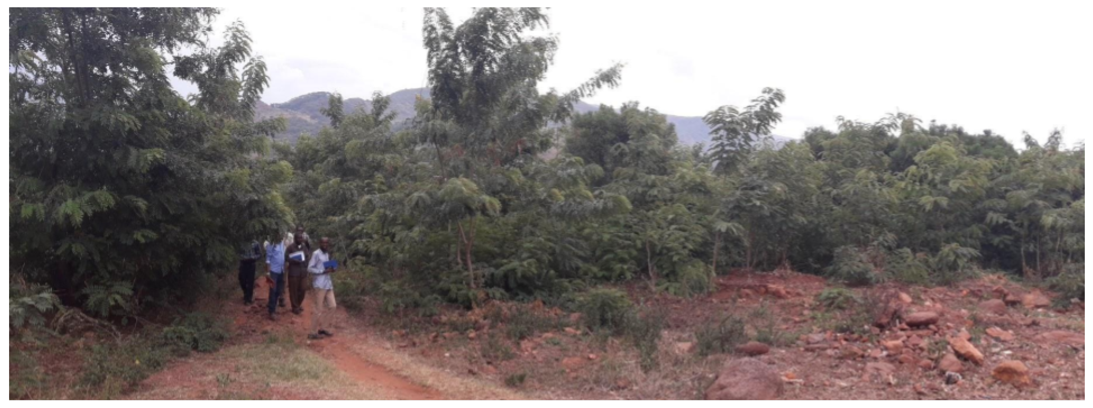 Forests 10 00475 g006 Forests 10 00475 g006