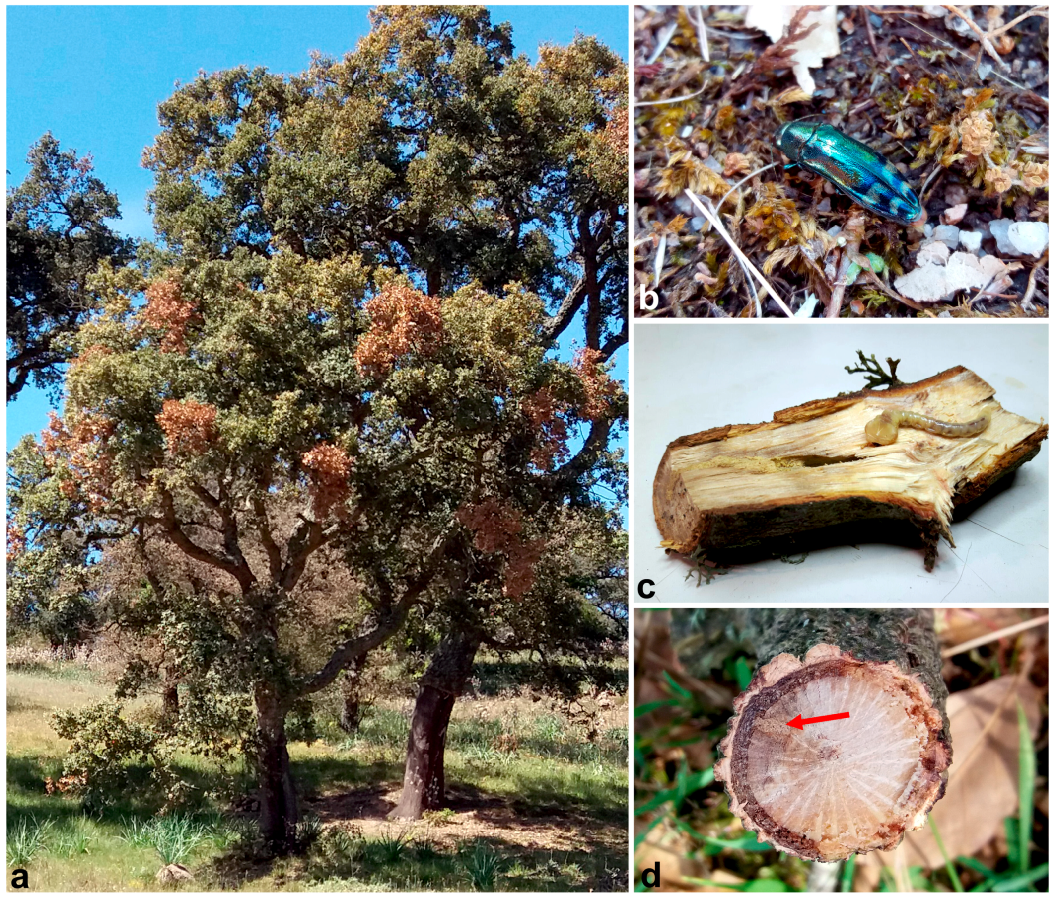 Forests 10 00488 g001