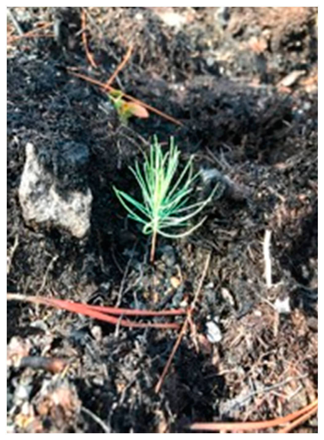 Forests 10 00493 g004