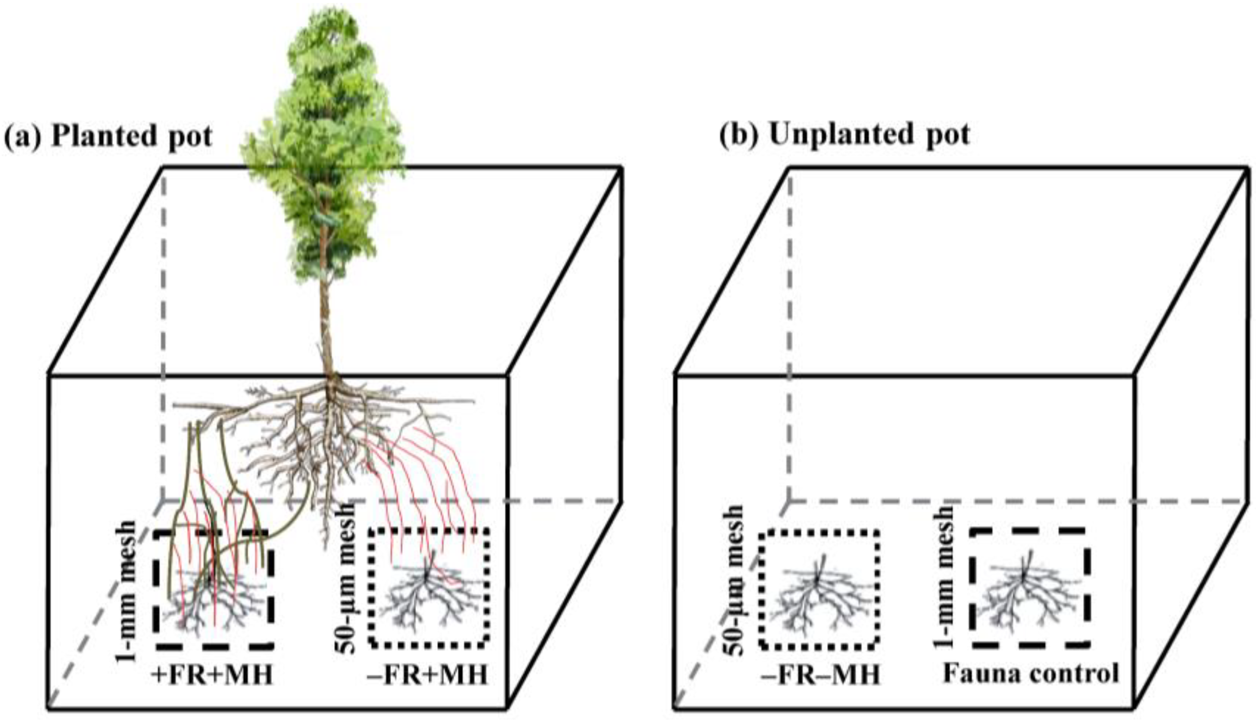 Forests 10 00502 g001