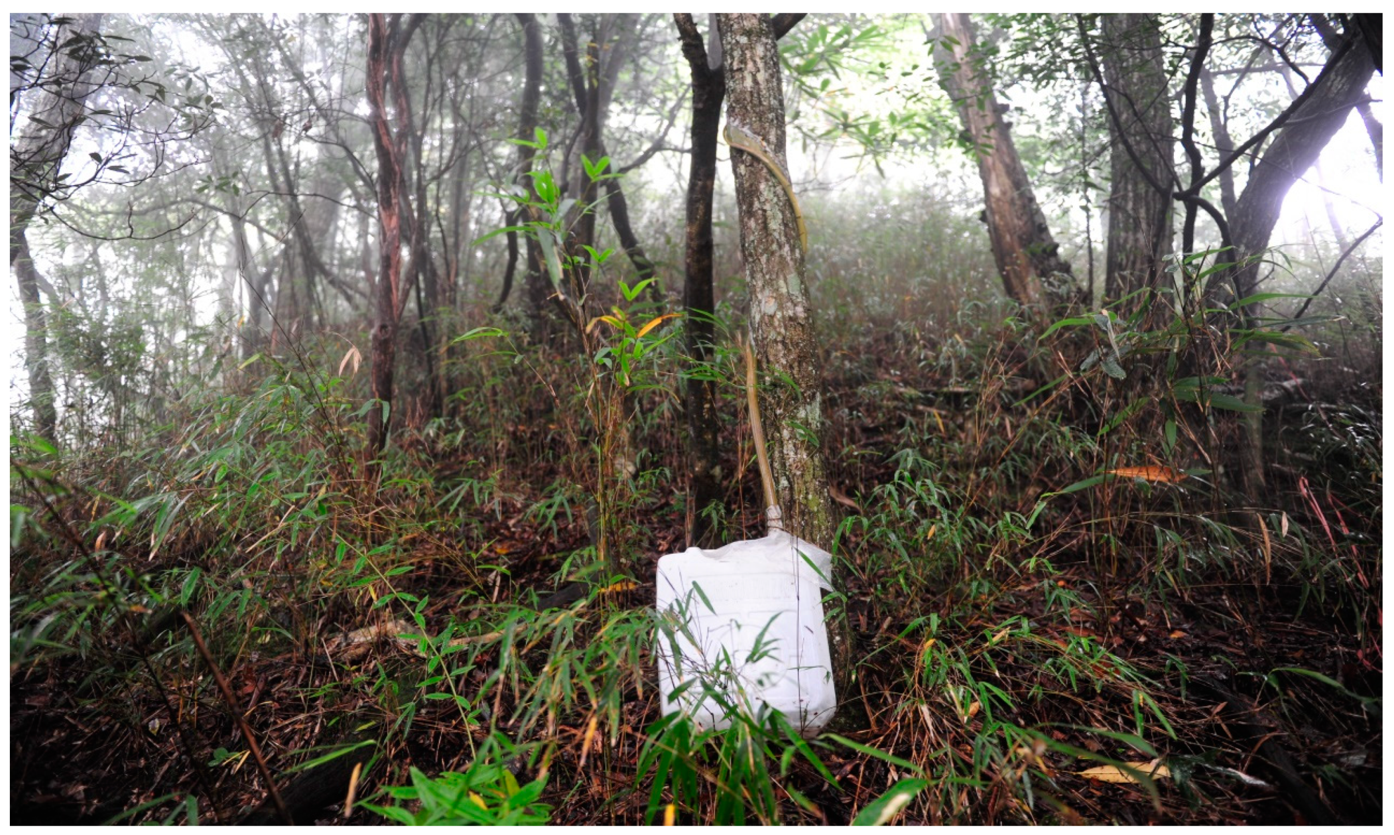 Forests 10 00507 g002 Forests 10 00507 g002