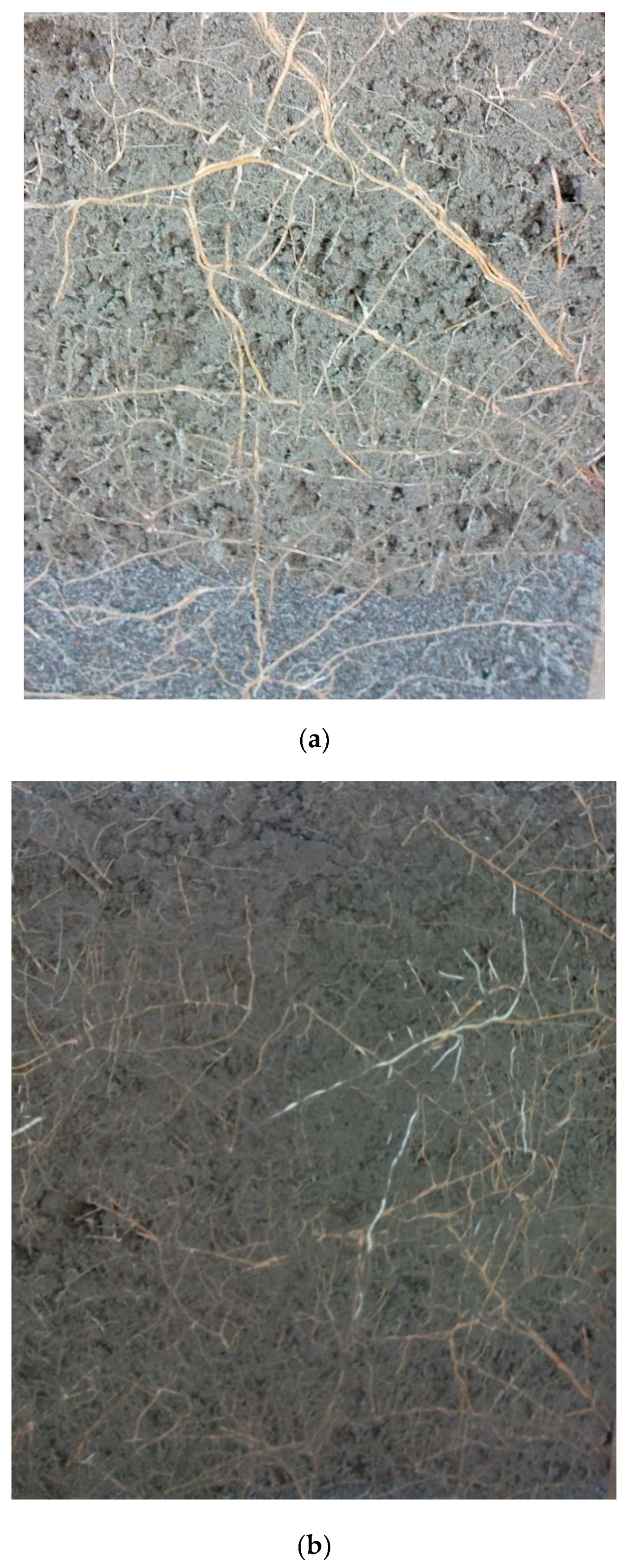 Forests 10 00517 g001