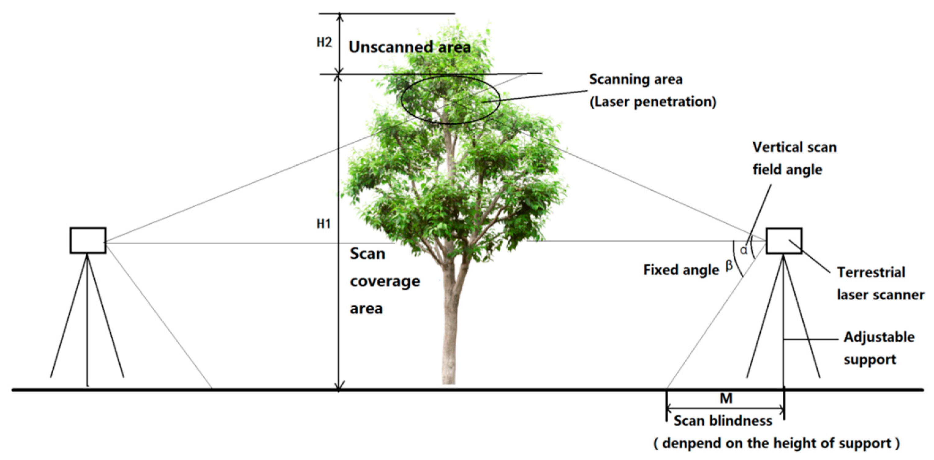 Forests 10 00537 g001