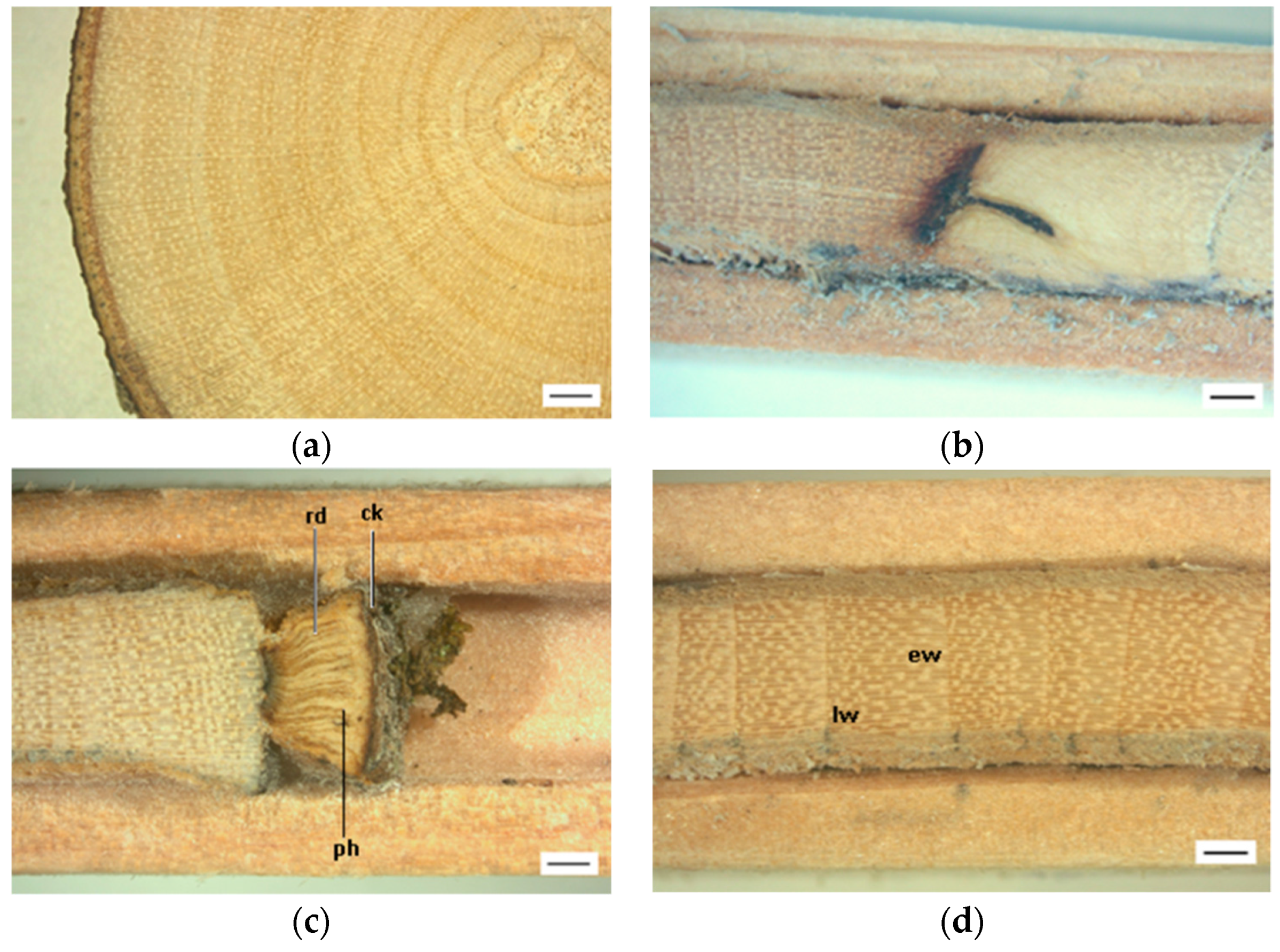 Forests 10 00538 g002